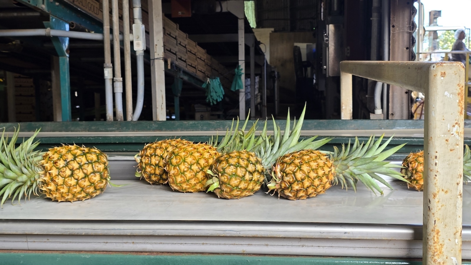 Maui Gold pineapples.