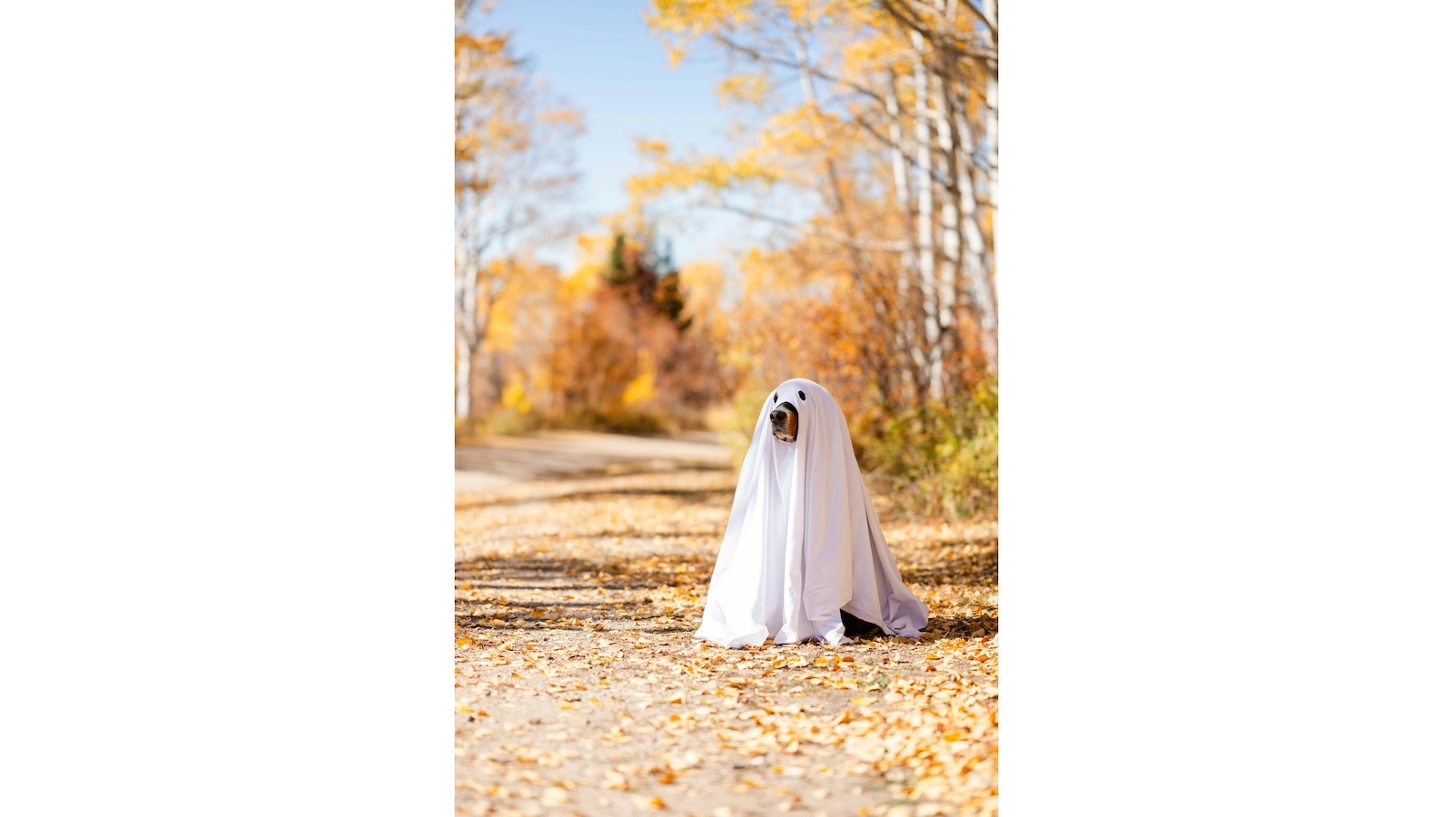 Kaua‘i resort to host Halloween 'Canine Costume Contest'