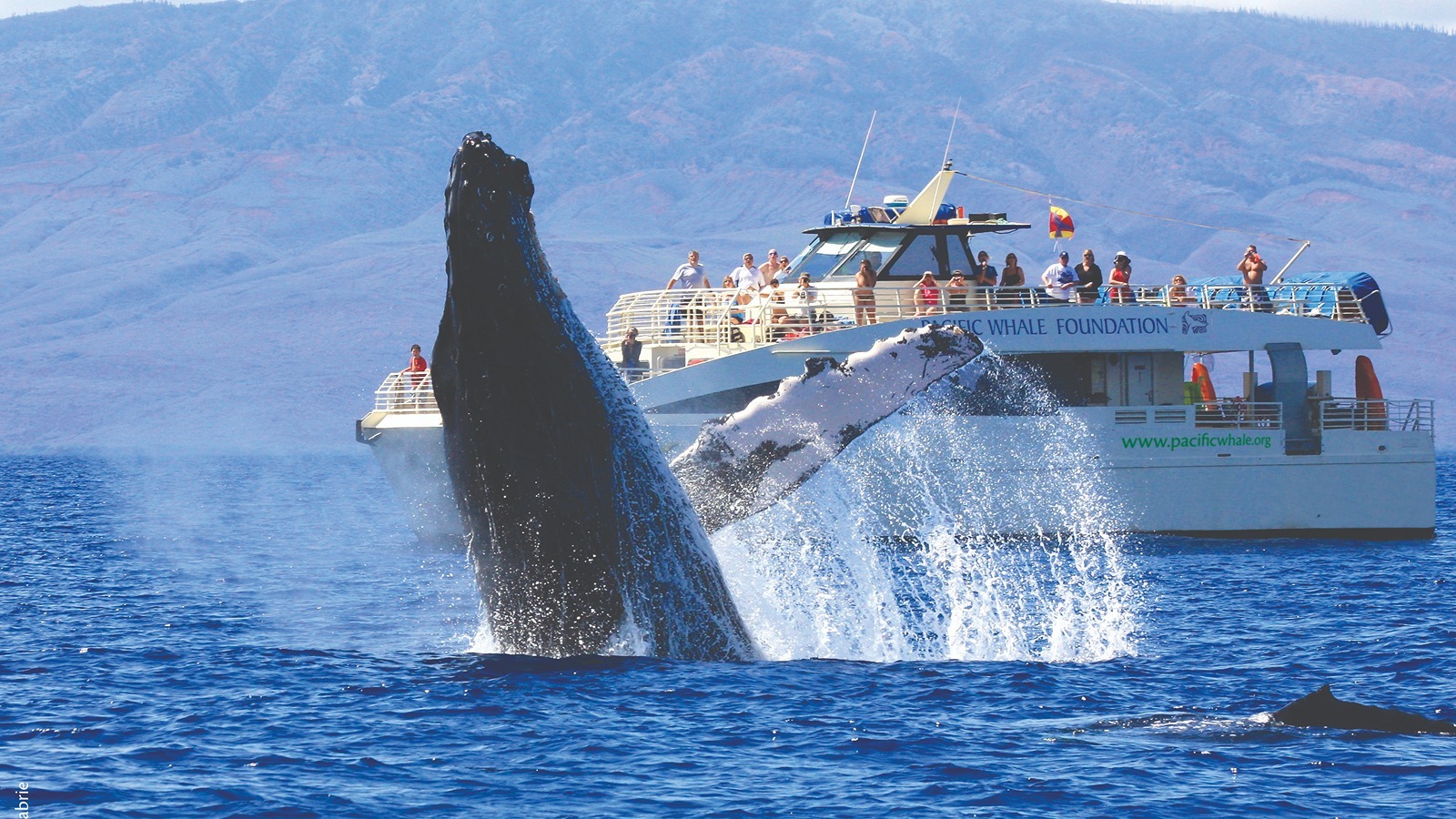 A whale breaching the water.