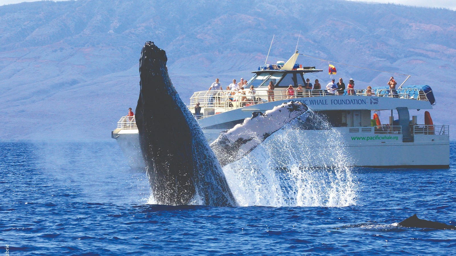 A whale breaching the water.