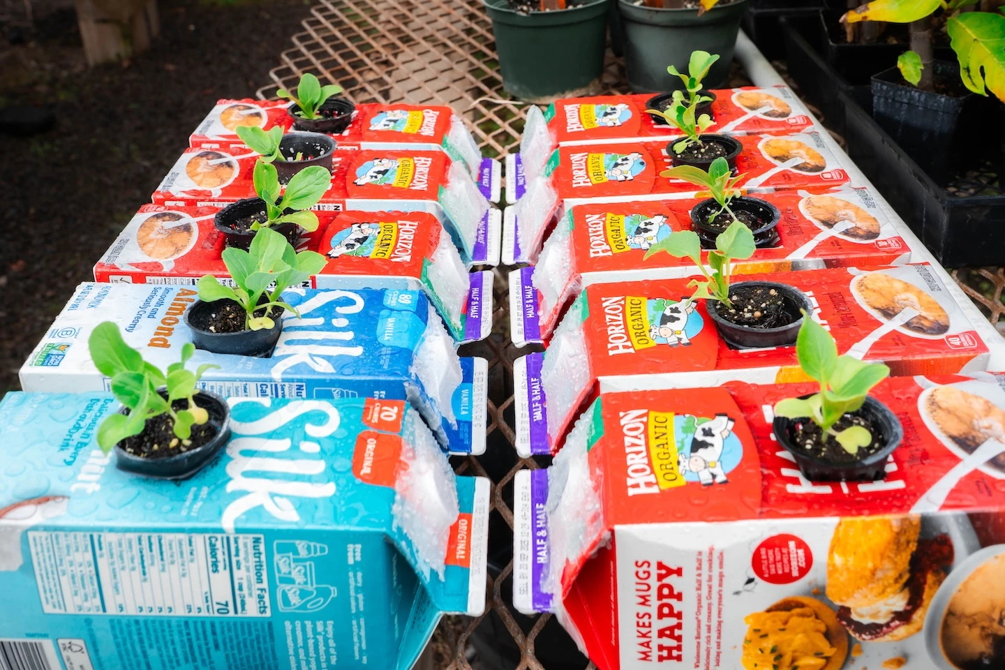 Attendees of the upcoming workshop at the Urban Garden Center will learn how to harvest, save and share seeds that can be used to start a family food garden.