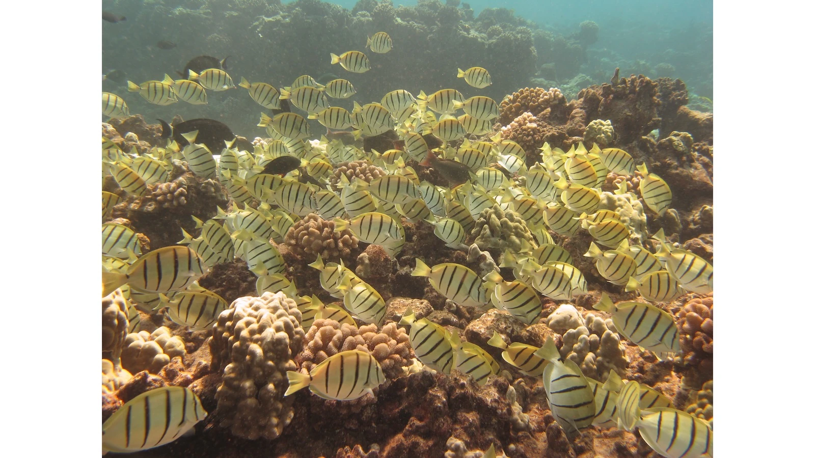 Ocean acidification study predicts bleak future for Hawai‘i corals