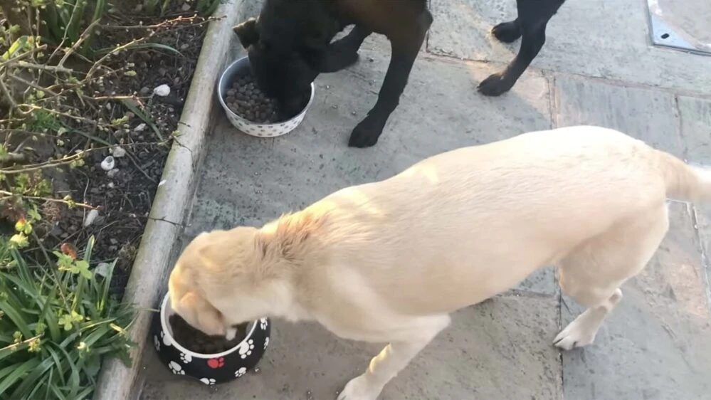 Daily Smile: Thursday, January 1, 2026