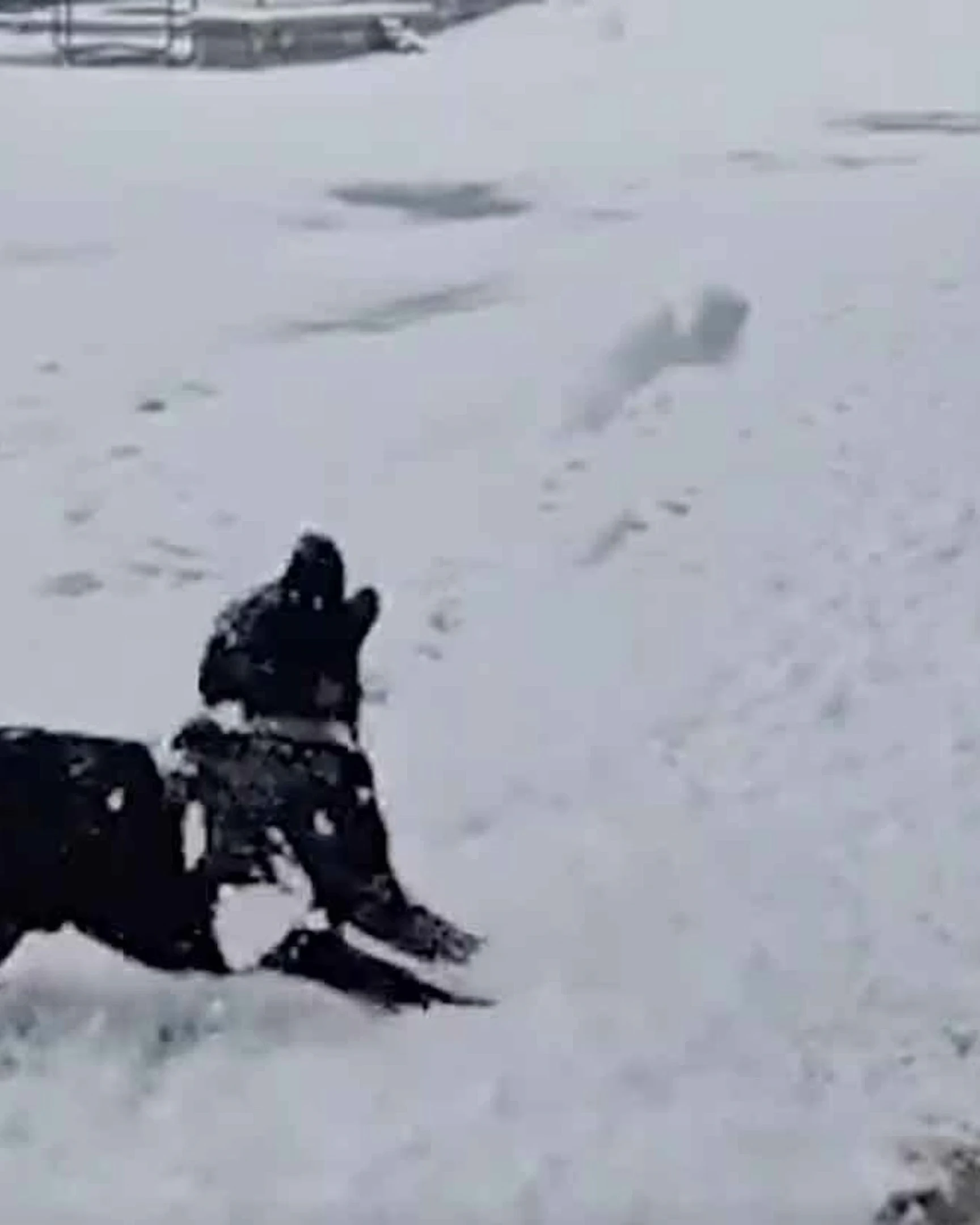 Daily Smile: Friday, January 9, 2026