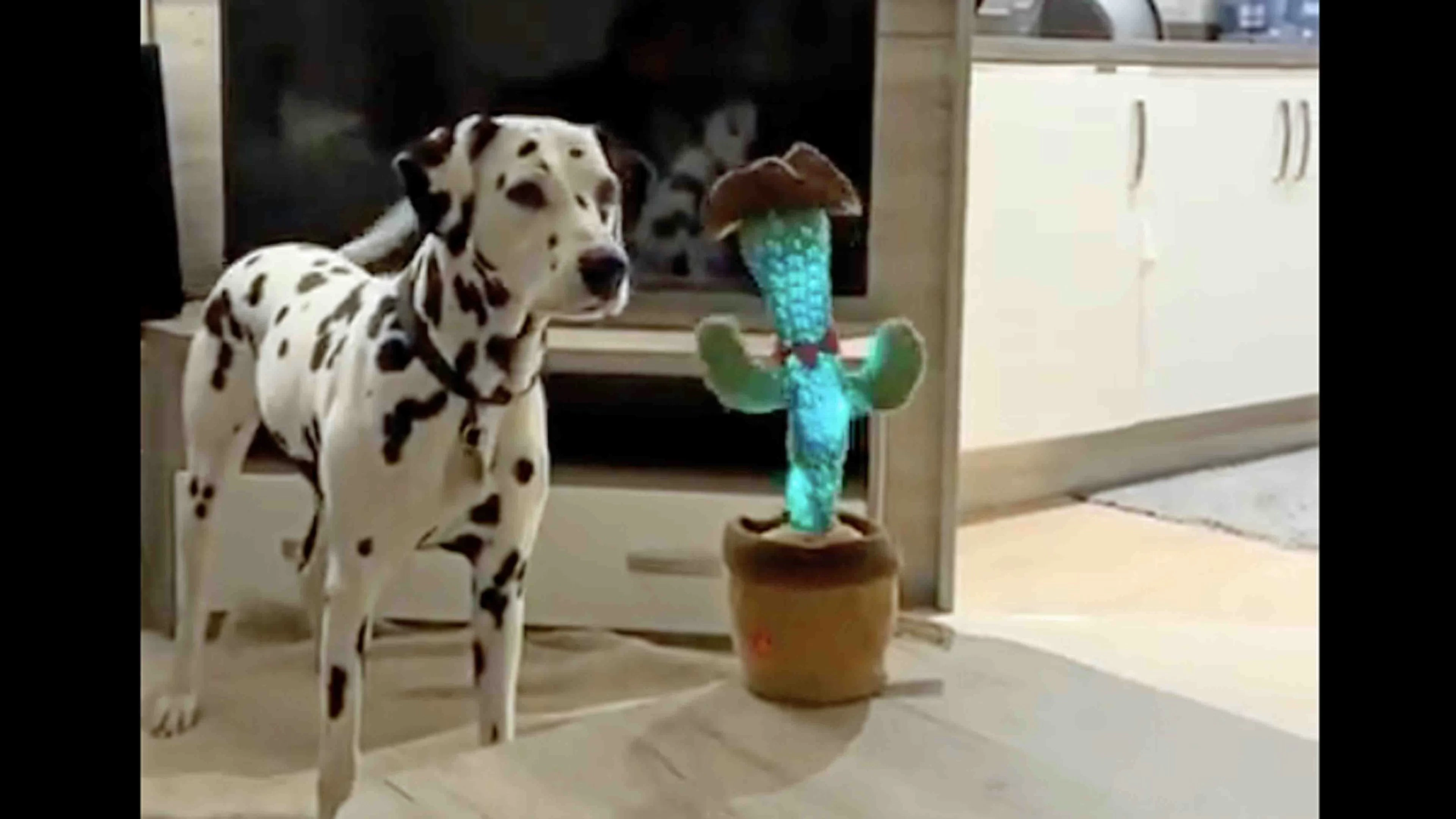 @HeckinGoodDogs on X