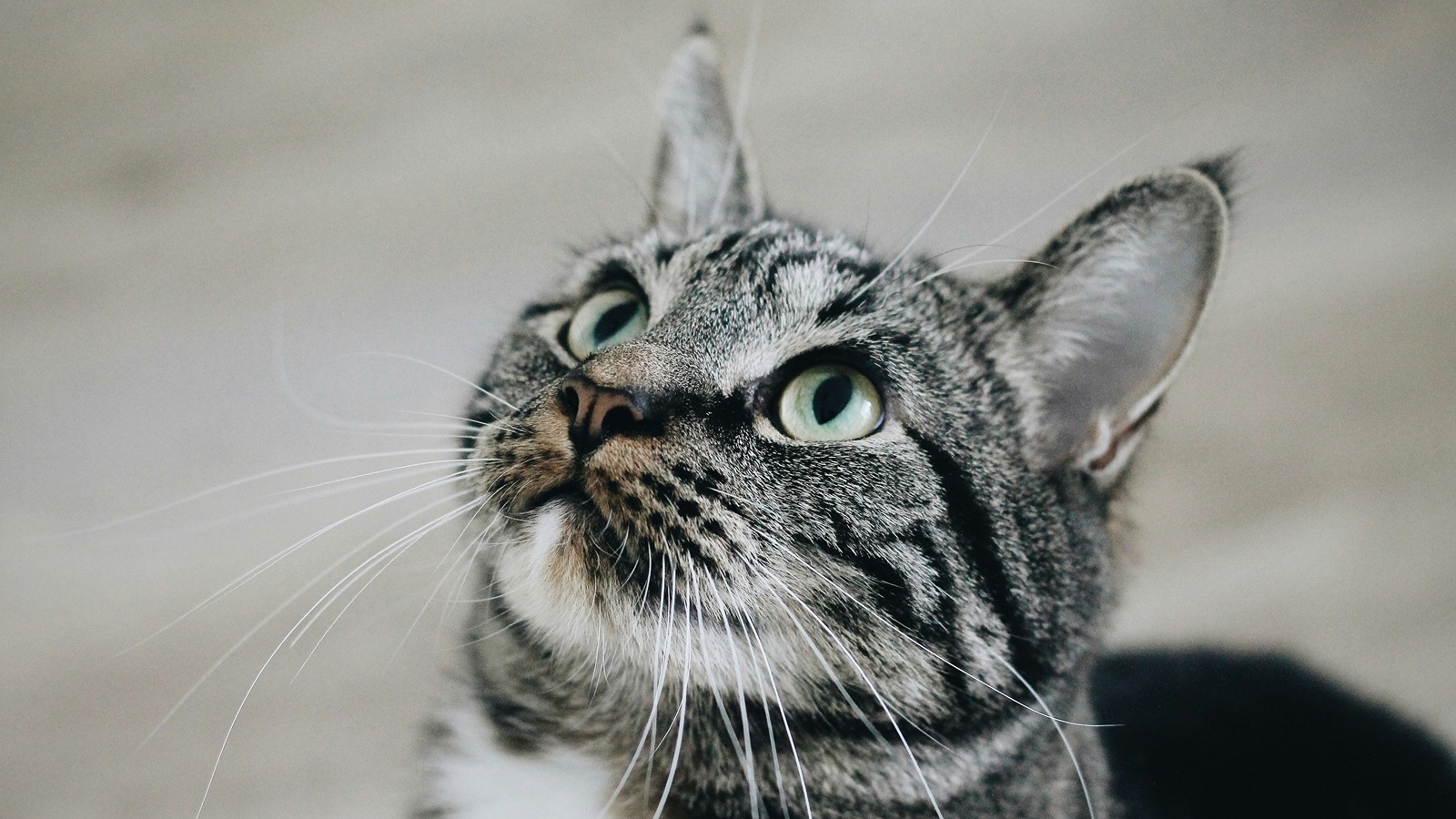 A cat.