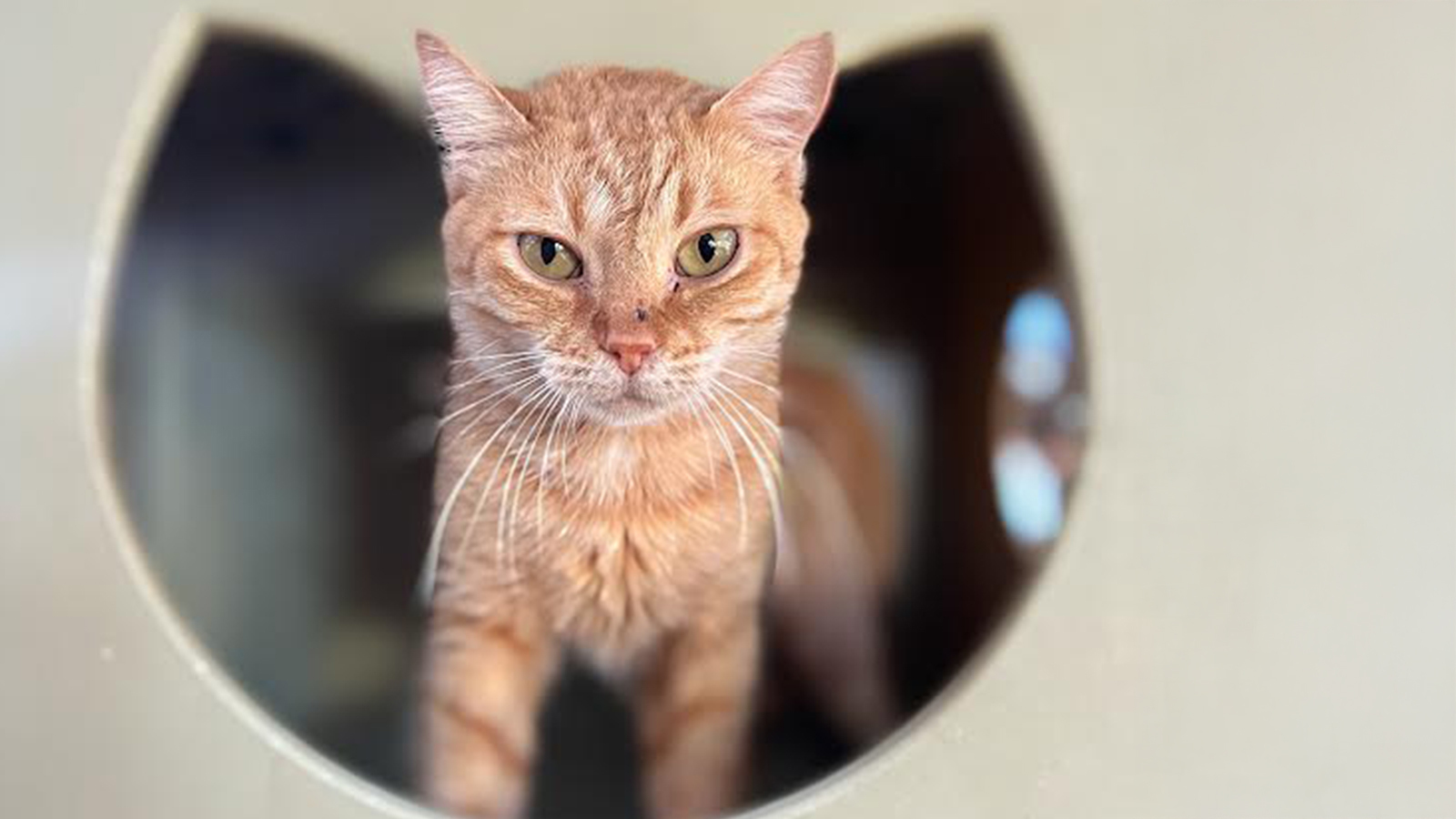 This orange domestic shorthair is up for adoption at Maui Humane Society.