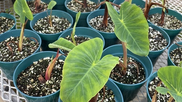 The Bernice Pauahi Bishop Museum is one of seven locations across the state offering free Native Hawaiian plants to local families on a monthly basis.