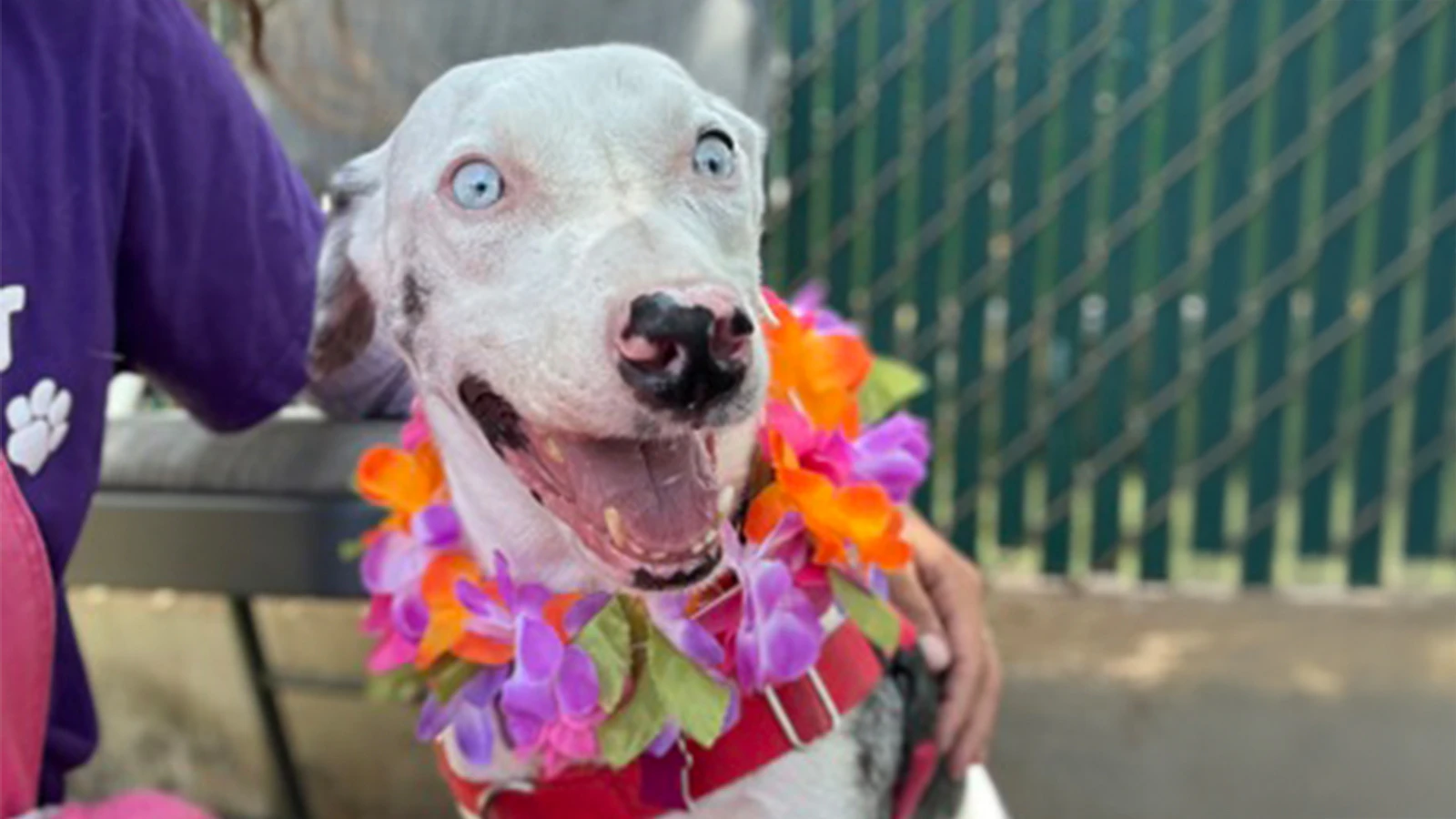 Adopt-a-Pet July 17, 2025: Toby, visually and hearing impaired, with so much love to give