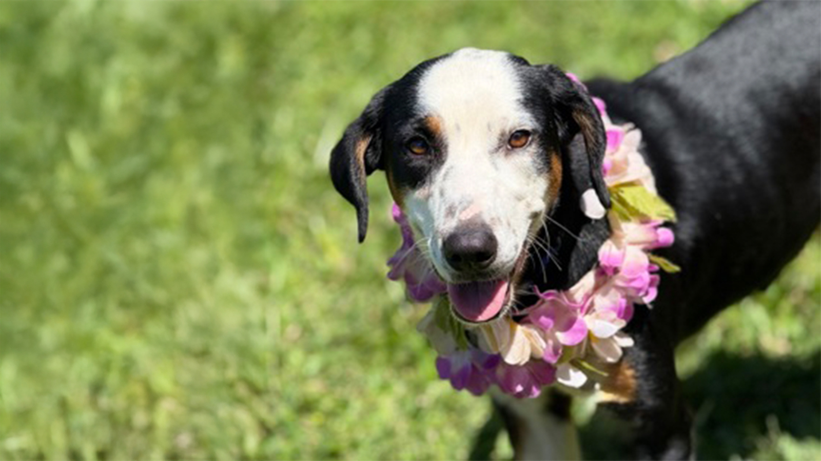 Violet from Maui is looking for a furever home with you!