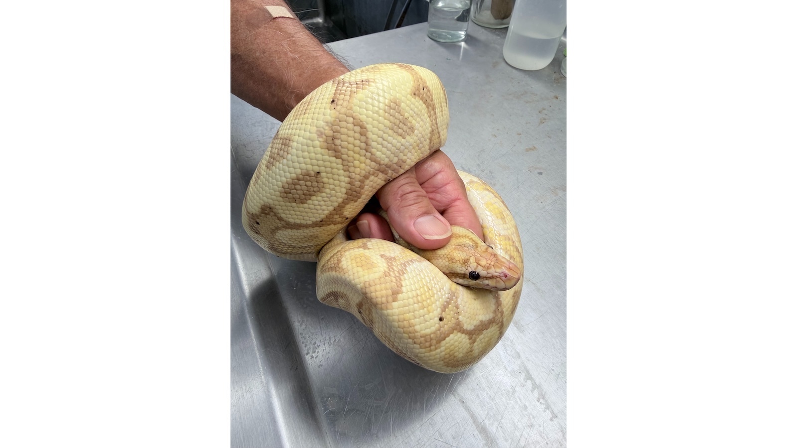 A nearly four-foot ball python was captured in West O‘ahu Saturday.