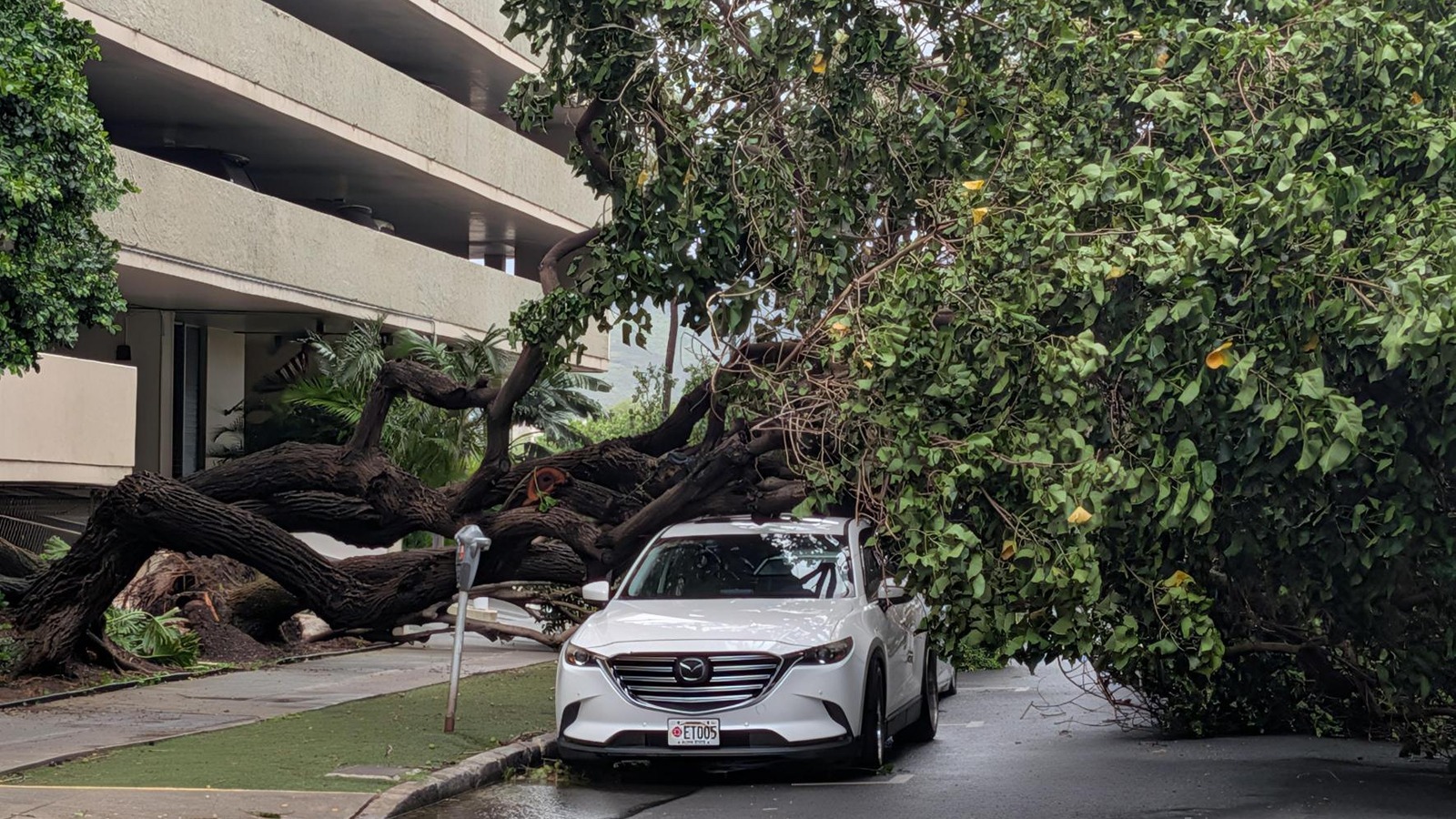 A tree was toppled in Waikīkī by Hurricane Lala