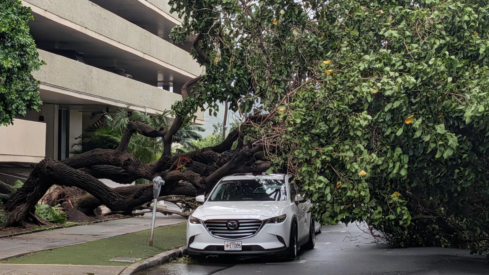 Hurricane Lala's impacts to Hawai‘i businesses