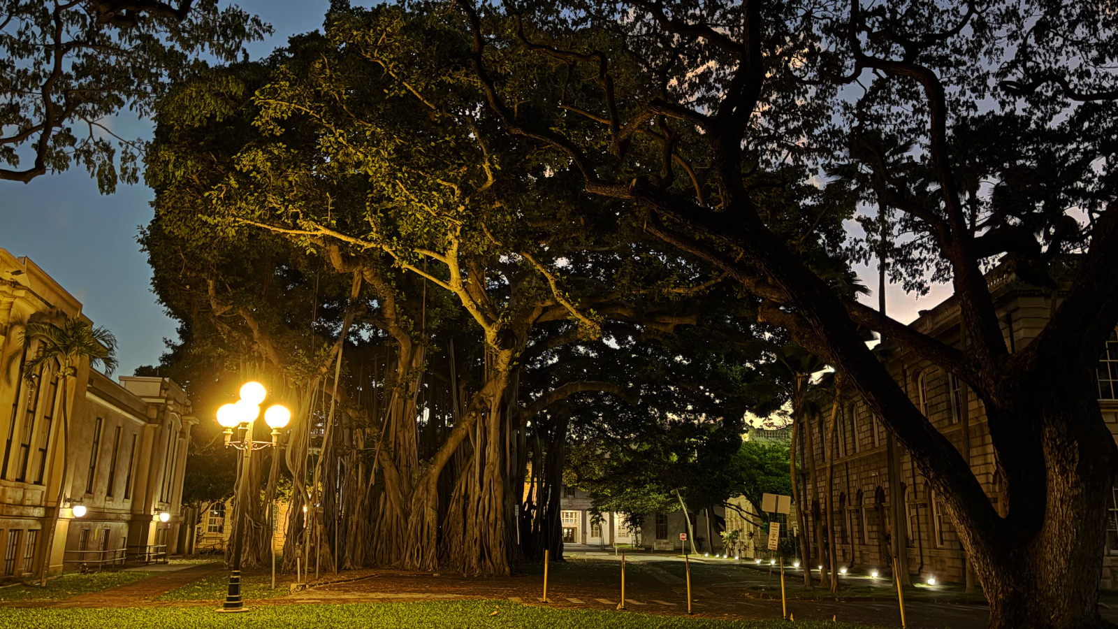 Banyans at Aliiolani Hale