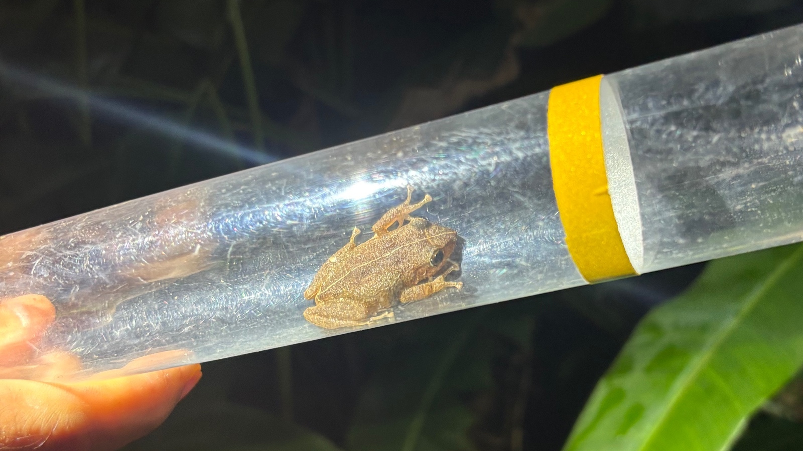 Volunteers in Pālolo have captured and killed more than 6,000 coqui frogs since March in an effort to eradicate the invasive frog.