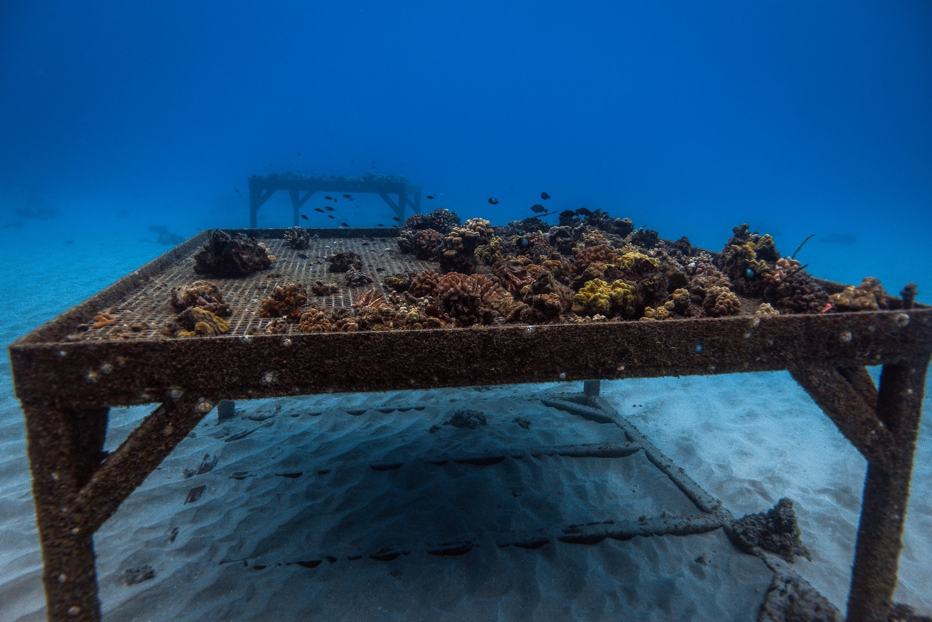 Mālama Maunalua is rebuilding coral reefs in East Honolulu by outplanting.