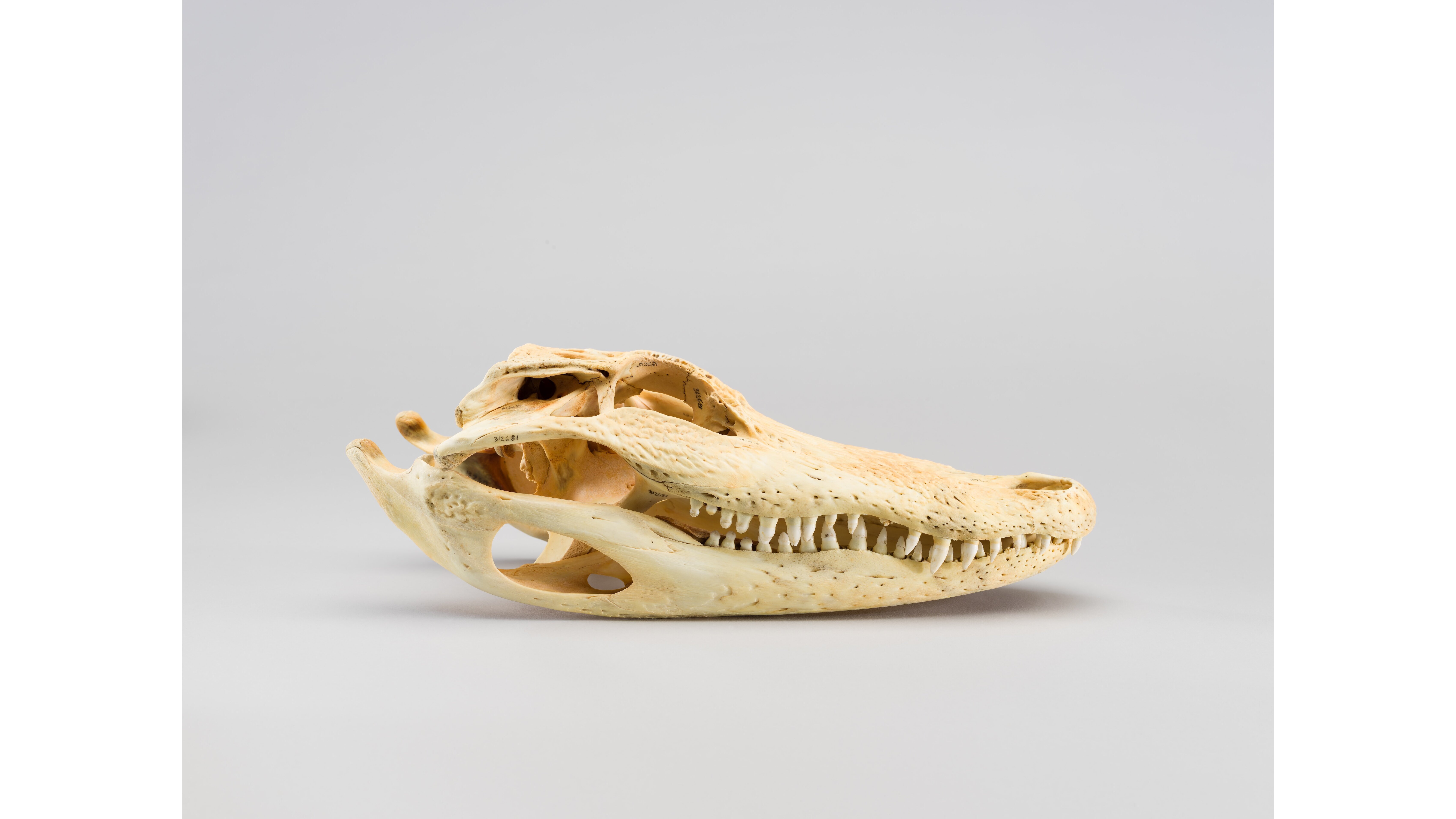 This is one of the items chosen to represent Florida.