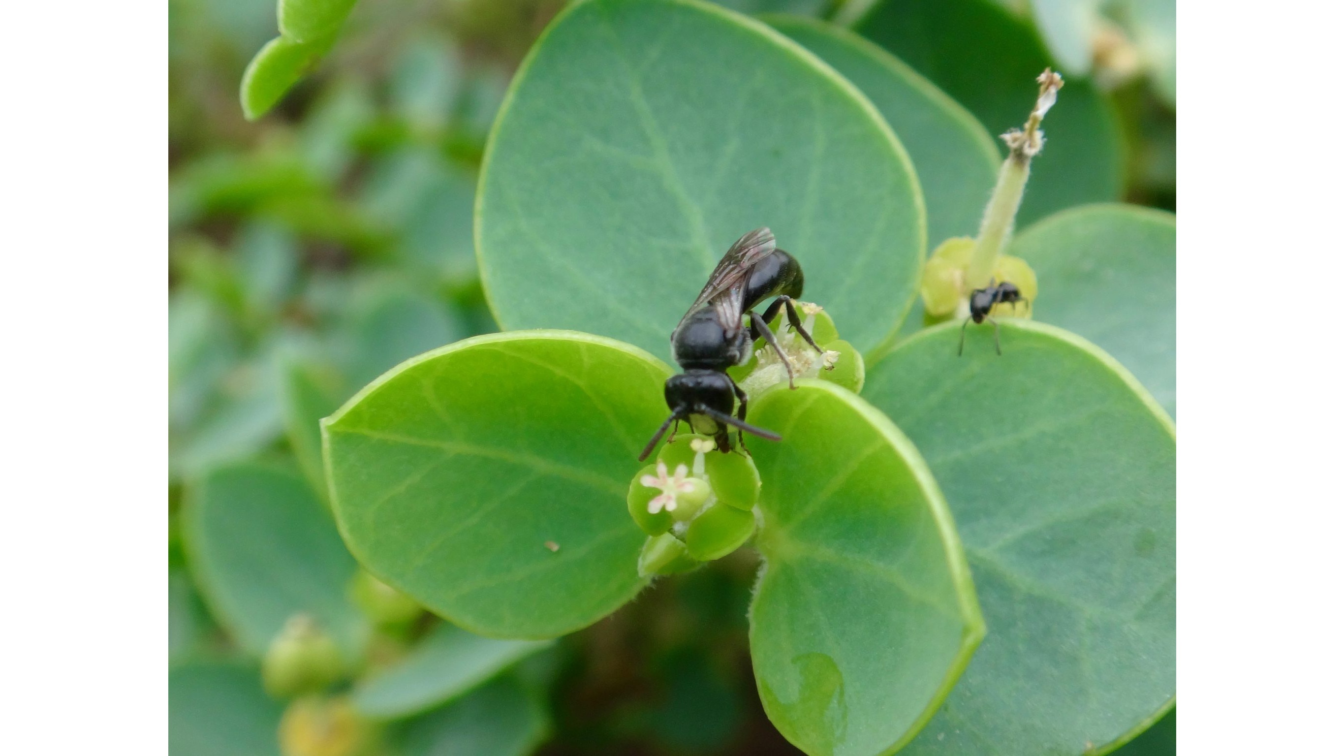 Hawaiian yellow-faced bee