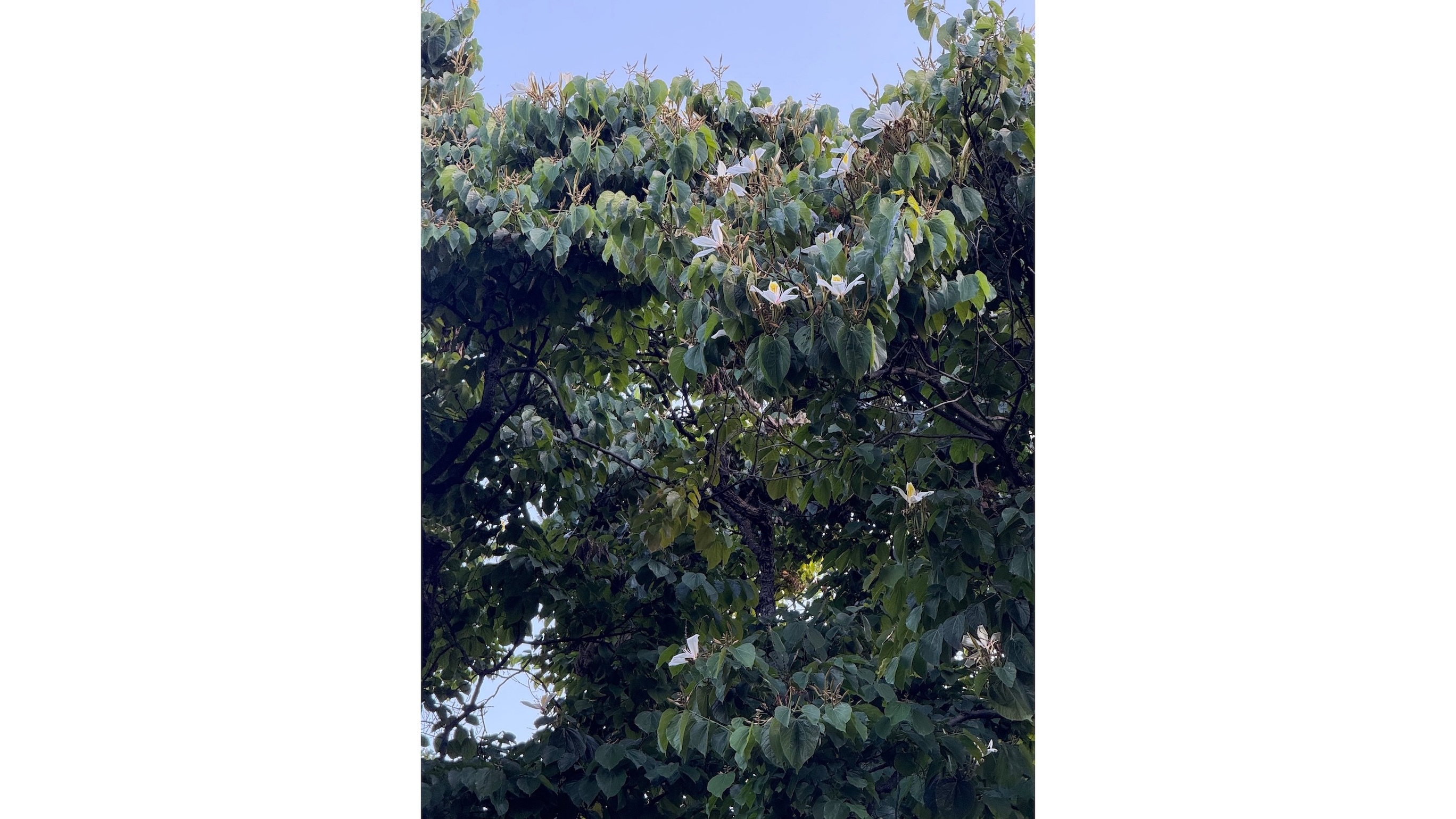 Gigasiphon macrosiphon, shown here, is another plant in bloom at the Foster Botanical Garden.