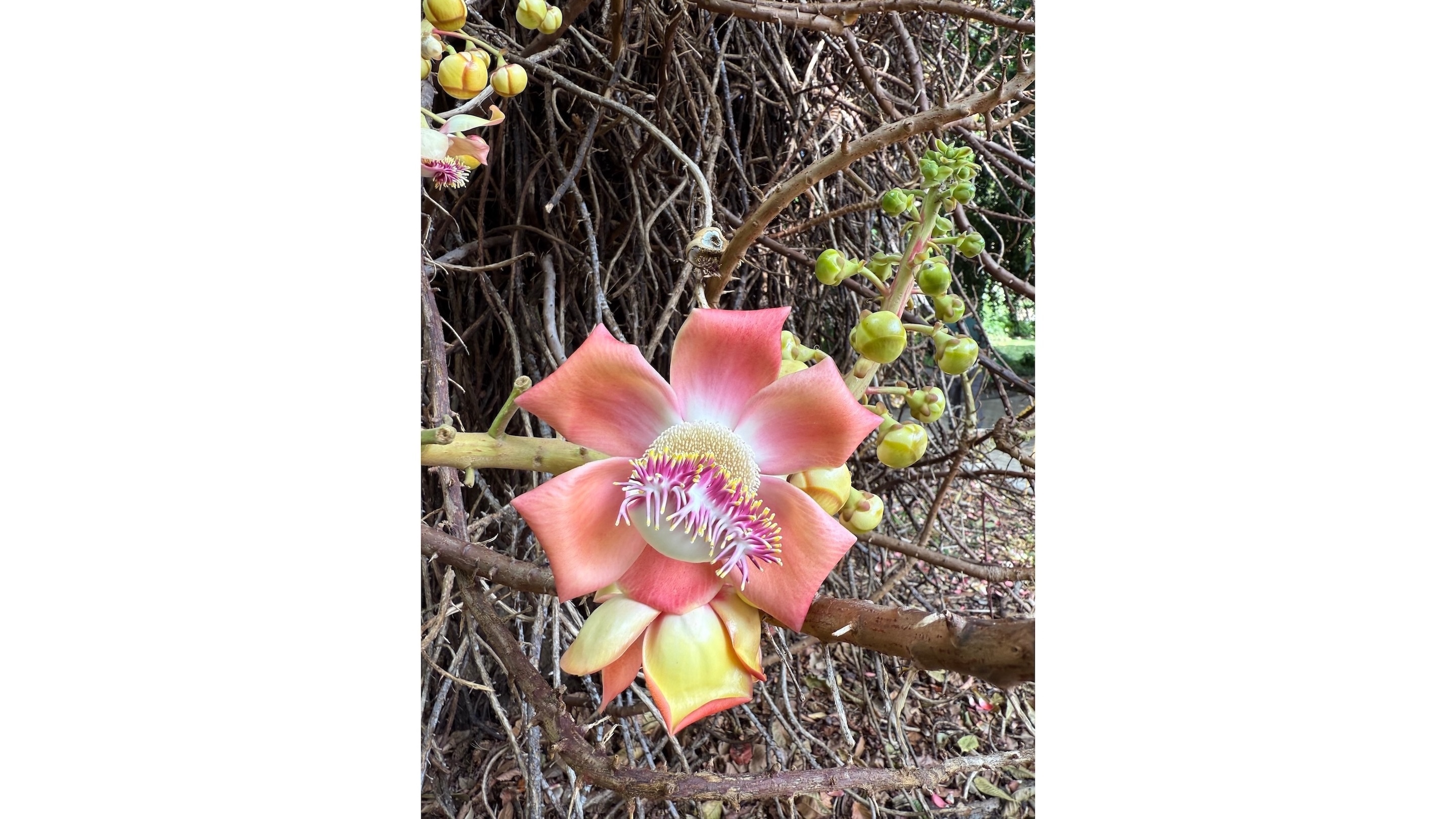A flower from a Cannonball Tree, or Couroupita guianensis, one of the plants growing at the Foster Botanical Garden.