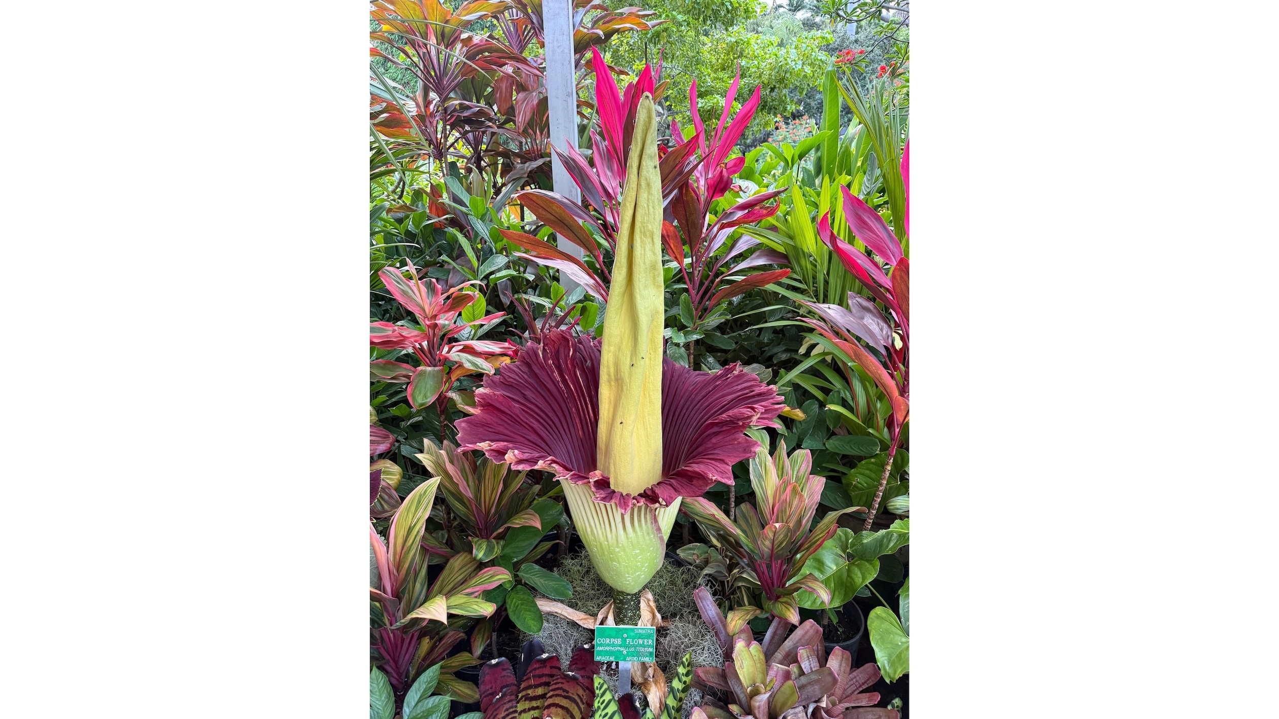 At its peak, the smell of the corpse flower attracts flies.