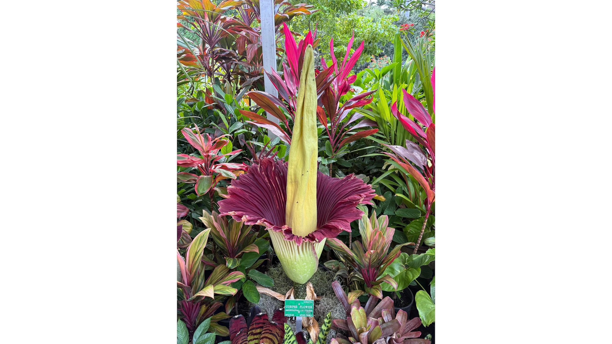At its peak, the smell of the corpse flower attracts flies.