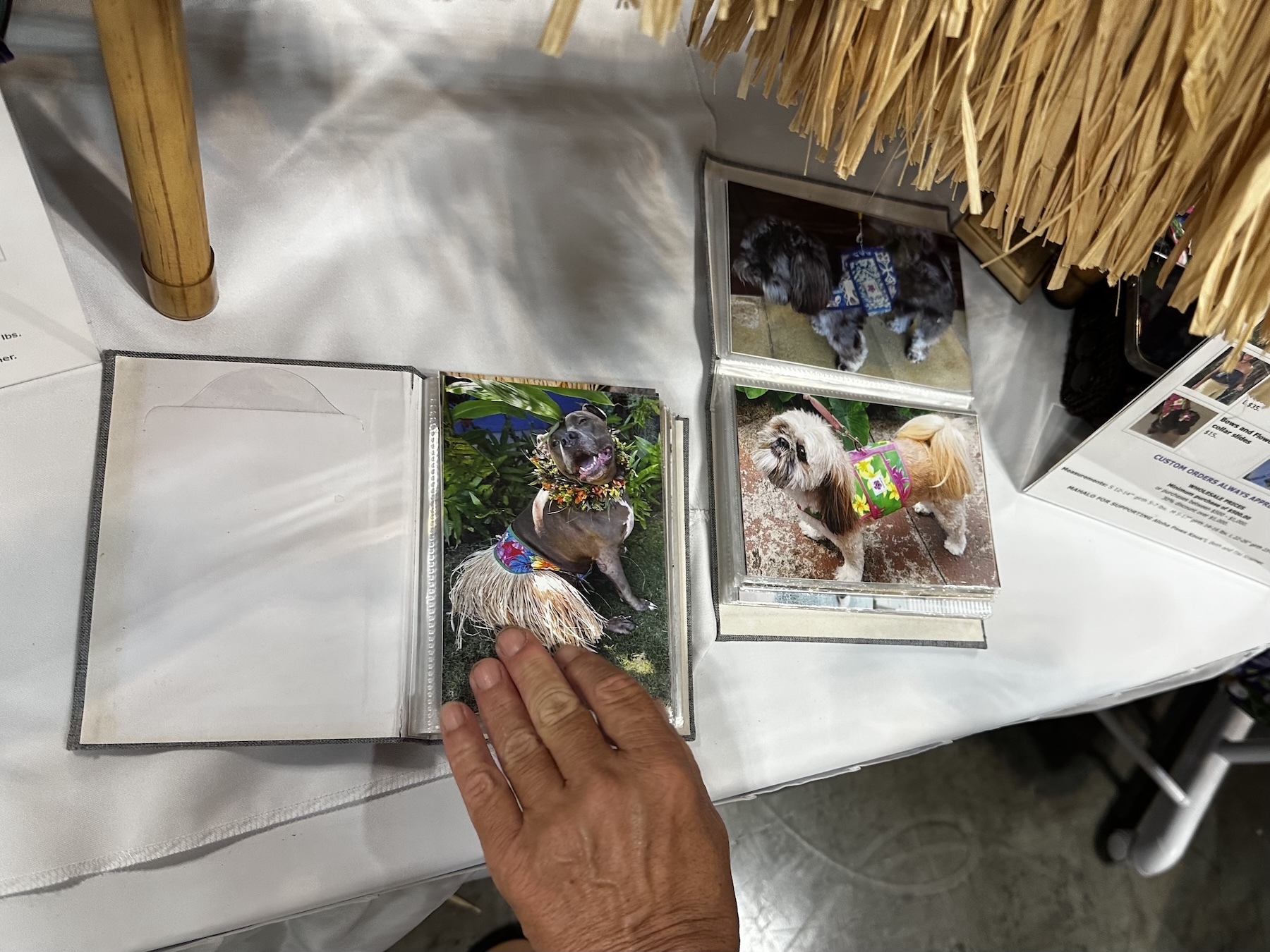 A pit bull smiles for the camera while wearing Aloha Paws Kaua'i.