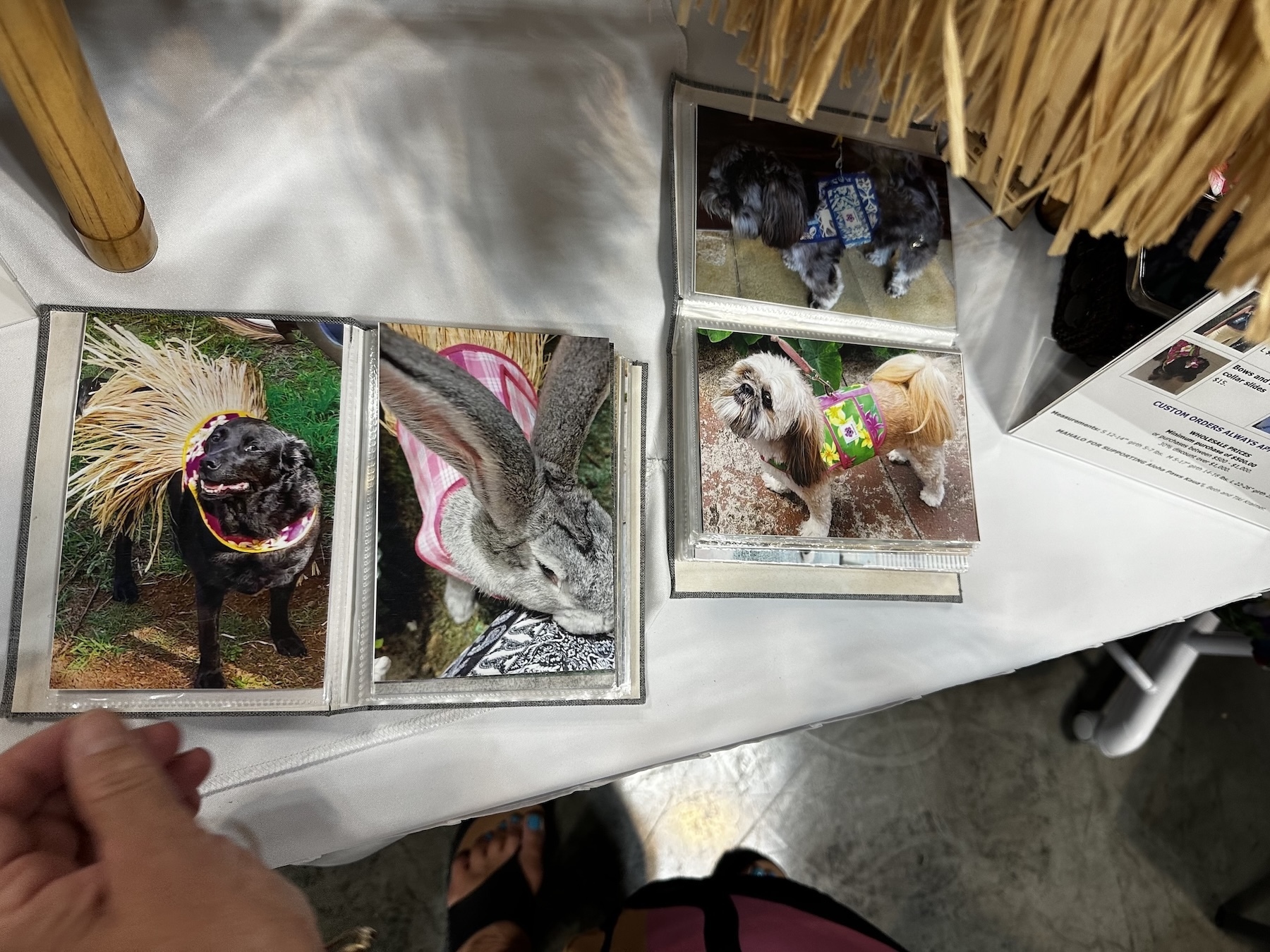 A rabbit models Aloha Paws Kaua’i.