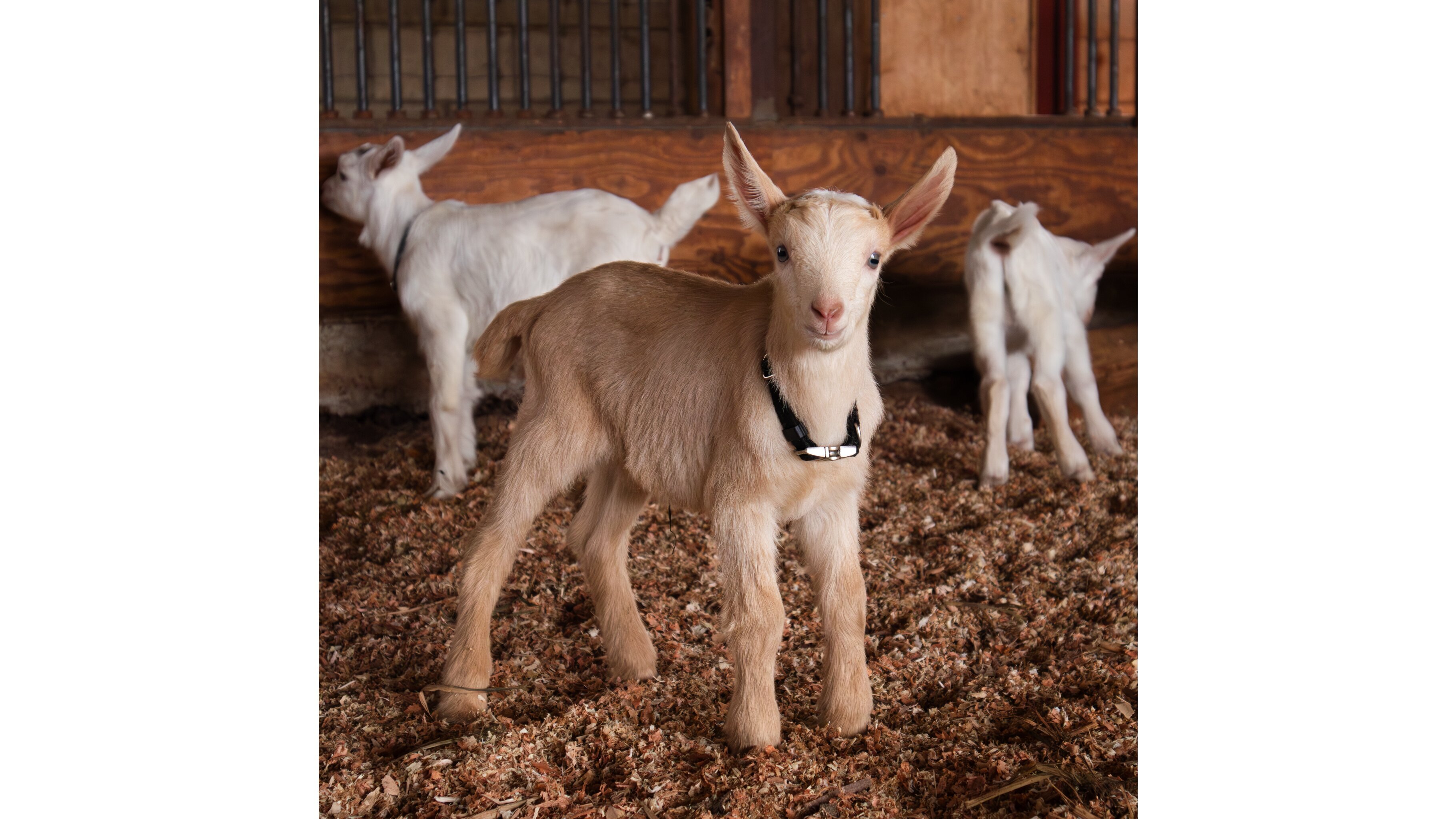 Movies, yoga with baby goats, and more: what to do on Oʻahu this weekend