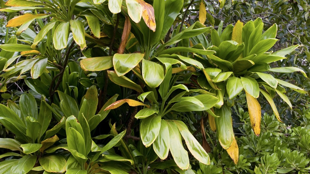 ‘Ōkolehao gets a hearing (or two)