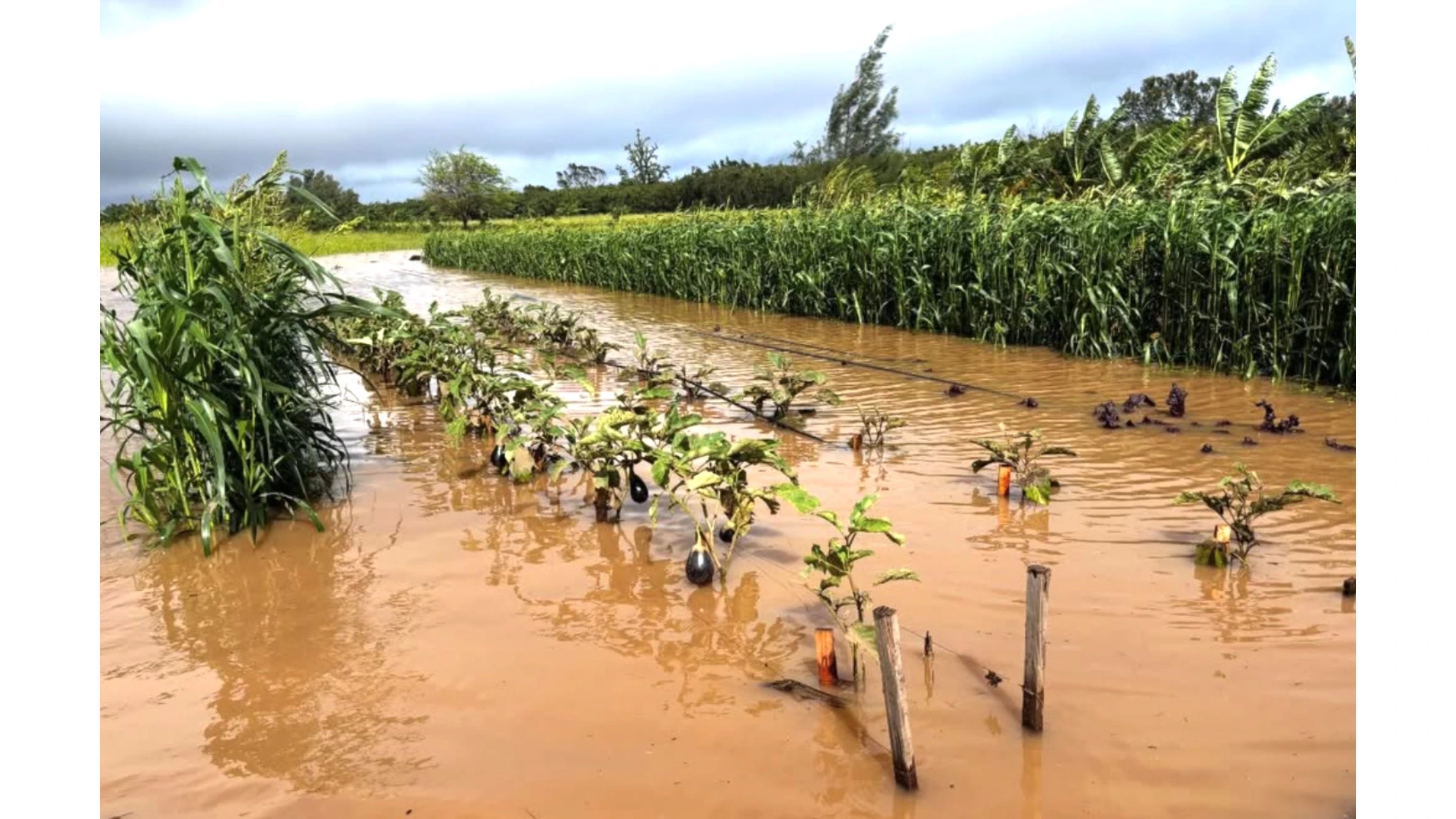 Community Voices: Help Hawai‘i farmers recover