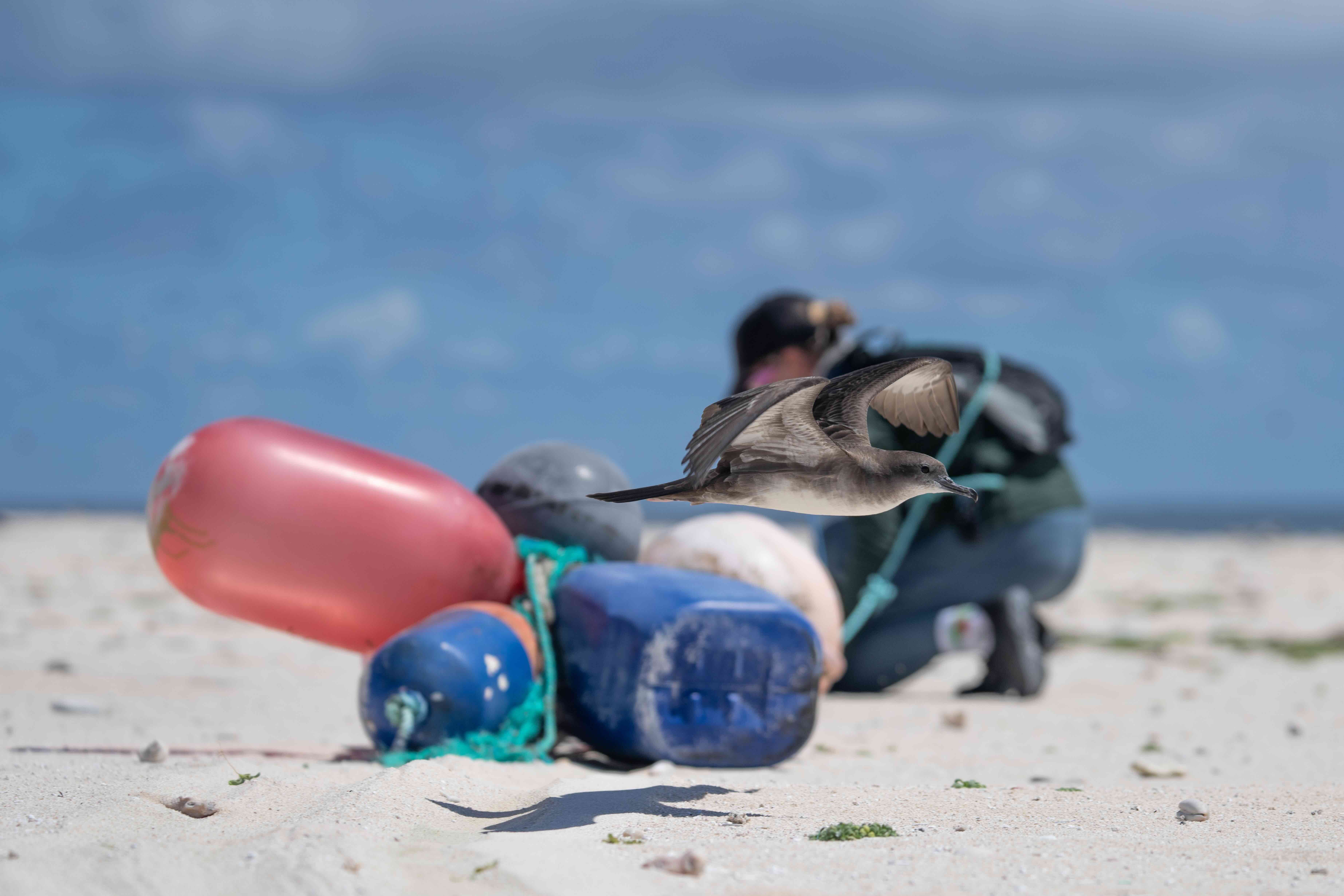 Papahānaumokuākea Marine Debris Project clean up