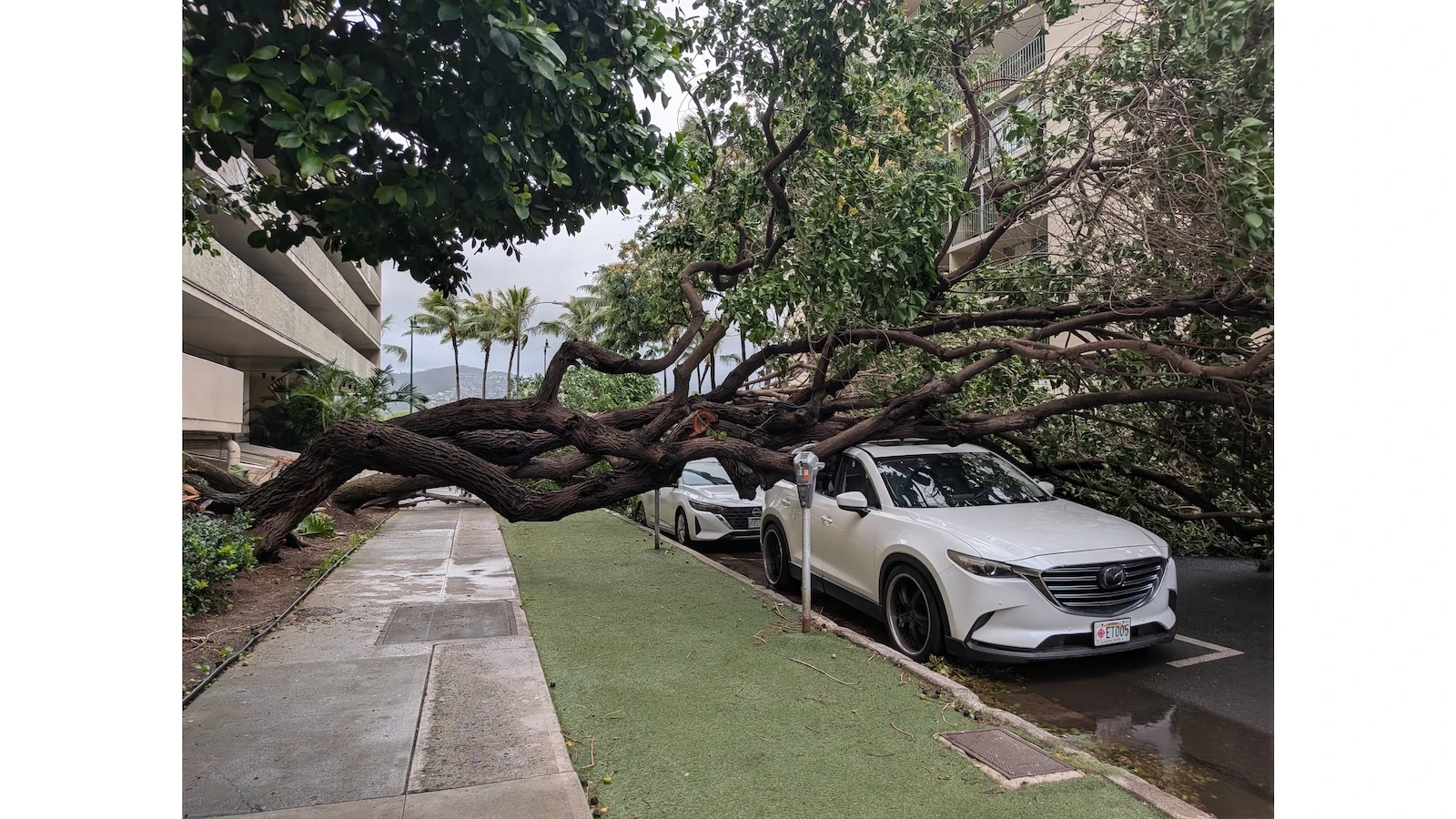 Trees toppled in Hurricane Lala crush a pair of cars in Waikīkī.