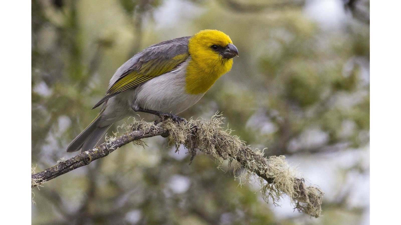 A palila, a critically endangered bird native to Hawai‘i Island.