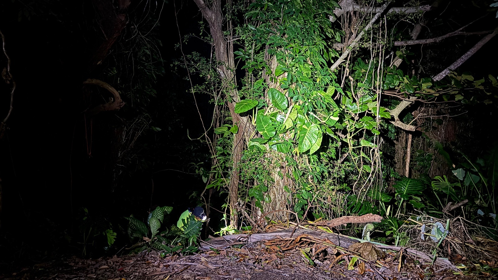 Drew Matsumoto searches for coqui frogs in the Pālolo Valley on Monday, Aug. 31, 2026.