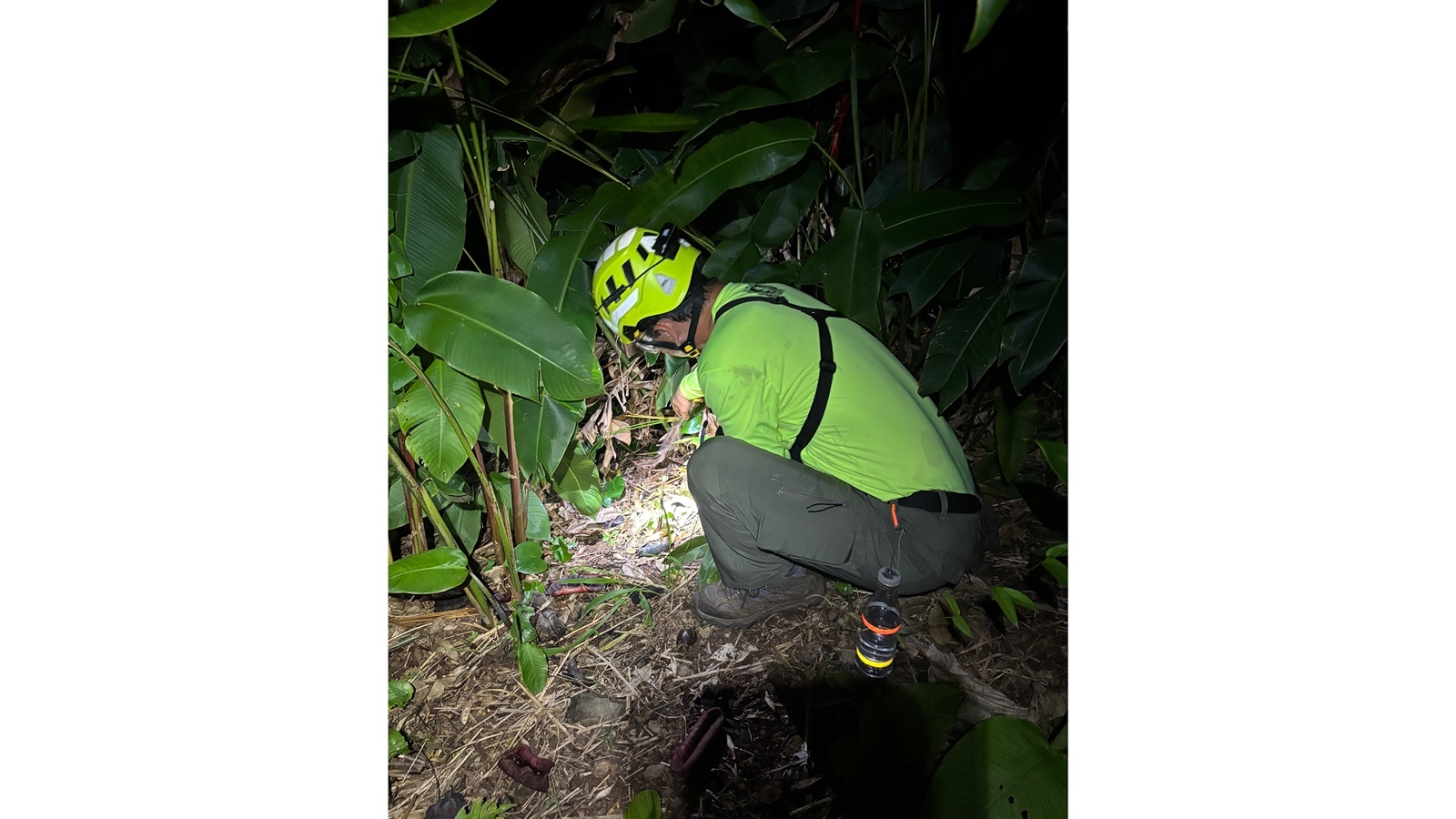 Mike Shrioma traps a coqui frog in the Pālolo Valley on Monday, Aug. 31, 2026. Shrioma has been hunting coqui in Pālolo since 2022.