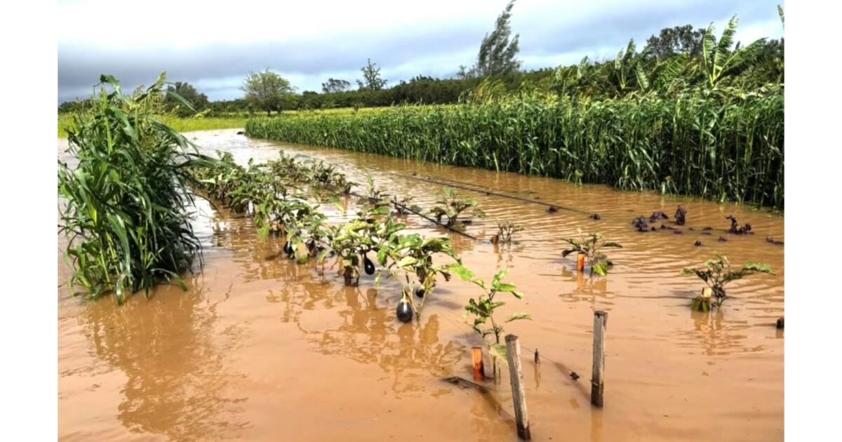 Storm In Farm Farmers face flooding, storm damage once again