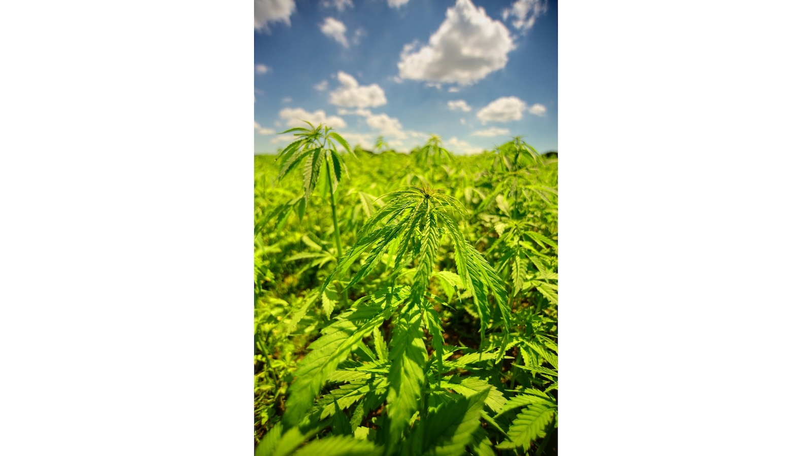 Hemp plants