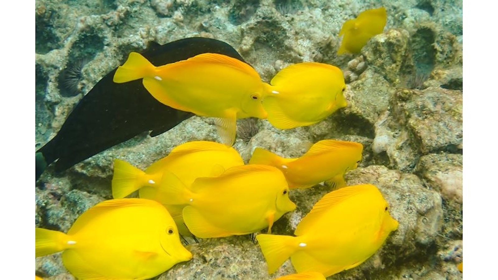 Aquarium fishing proposal draws crowd