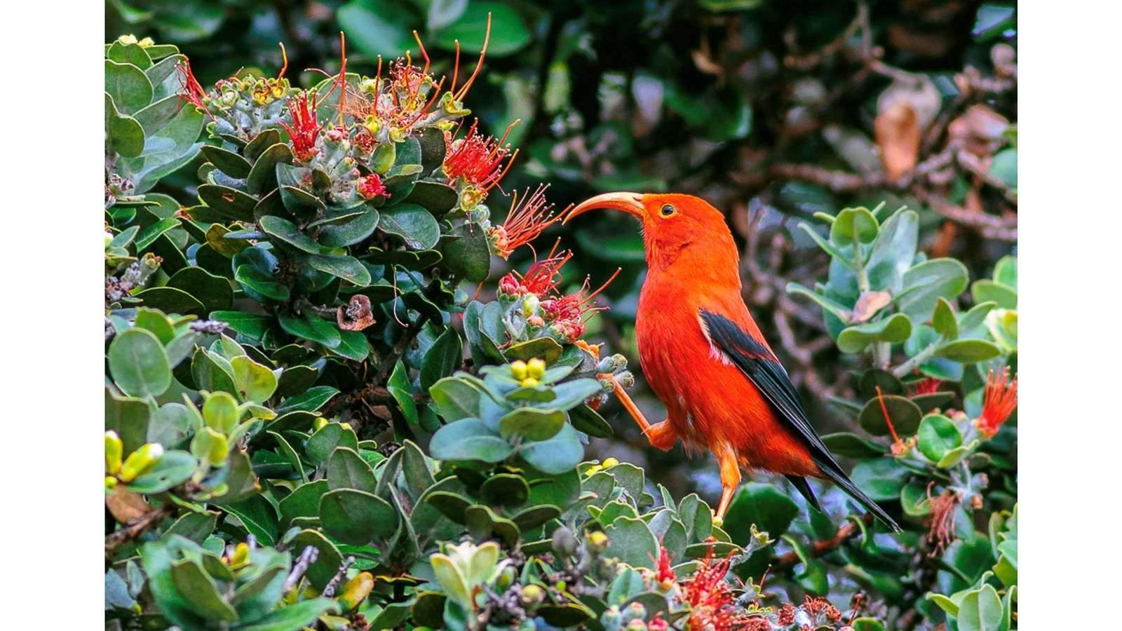 A lawsuit filed by seven environmental groups accuses the U.S. Fish and Wildlife Service of prioritizing economic development over environmental protections.