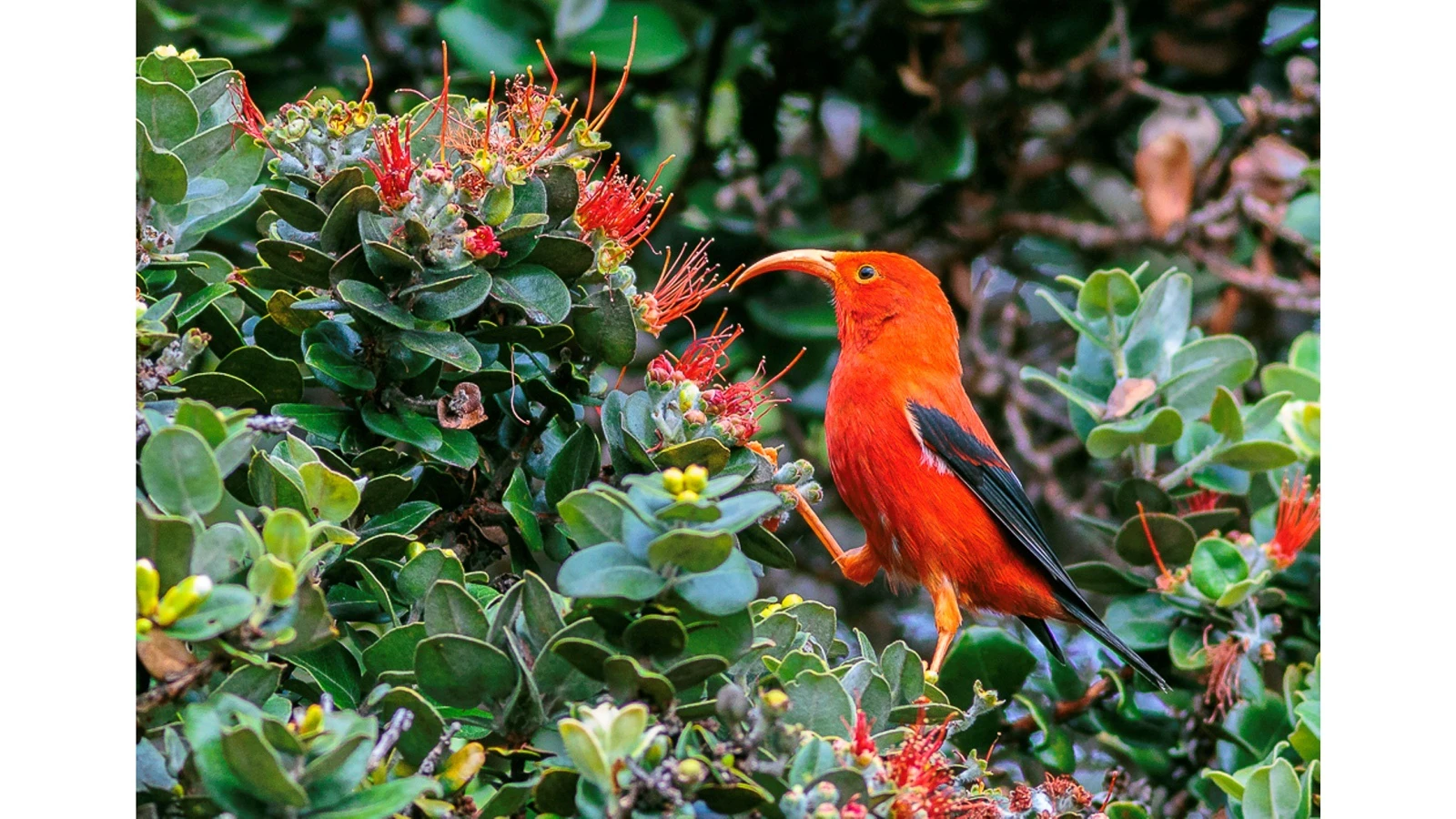 A lawsuit filed by seven environmental groups accuses the U.S. Fish and Wildlife Service of prioritizing economic development over environmental protections.