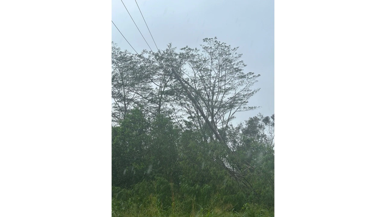 downed power lines by H3