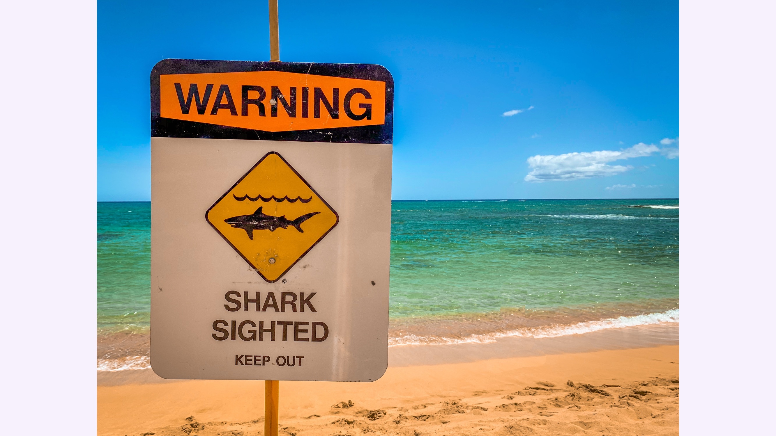 shark warning sign