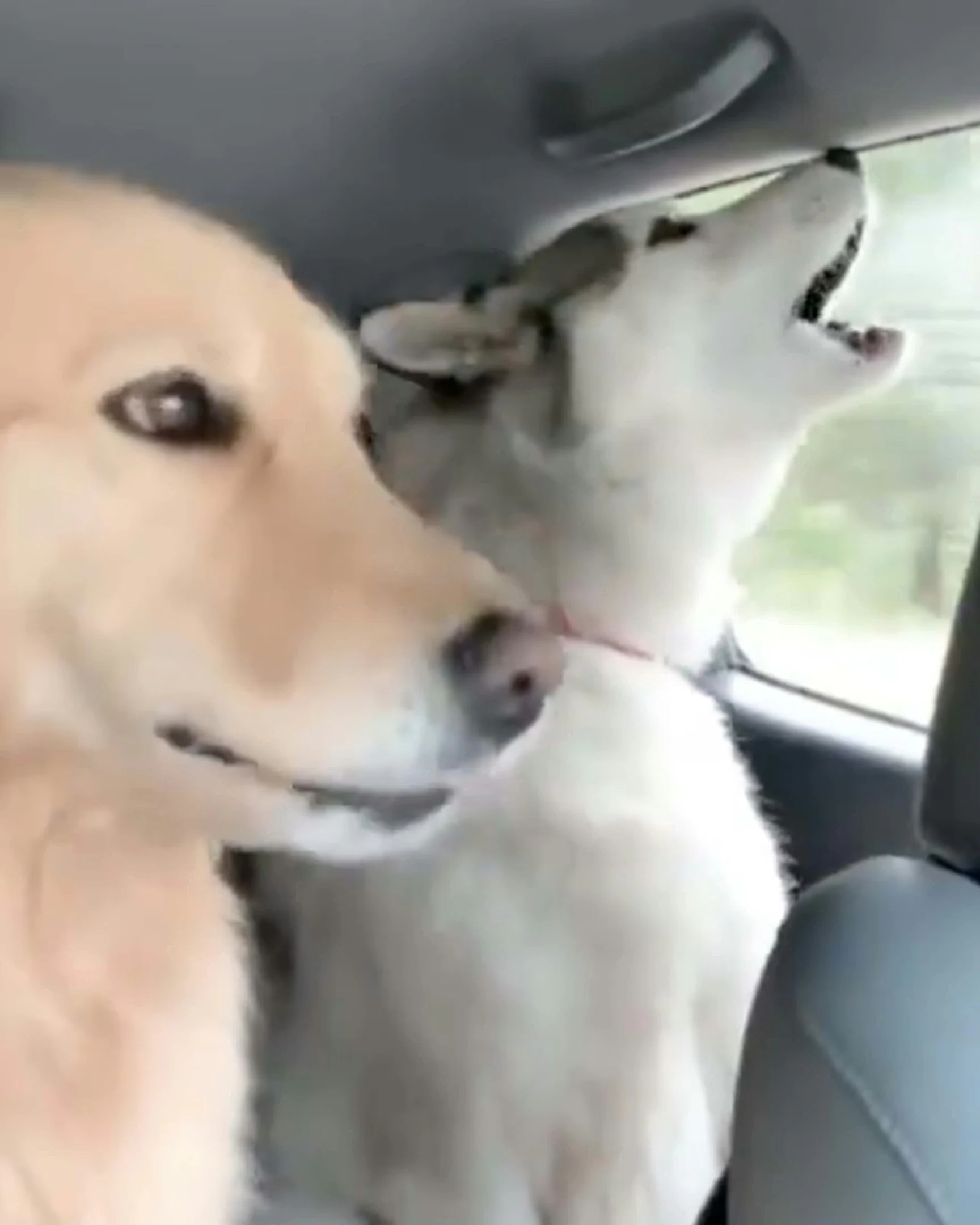 Daily Smile: Wednesday, January 21, 2026