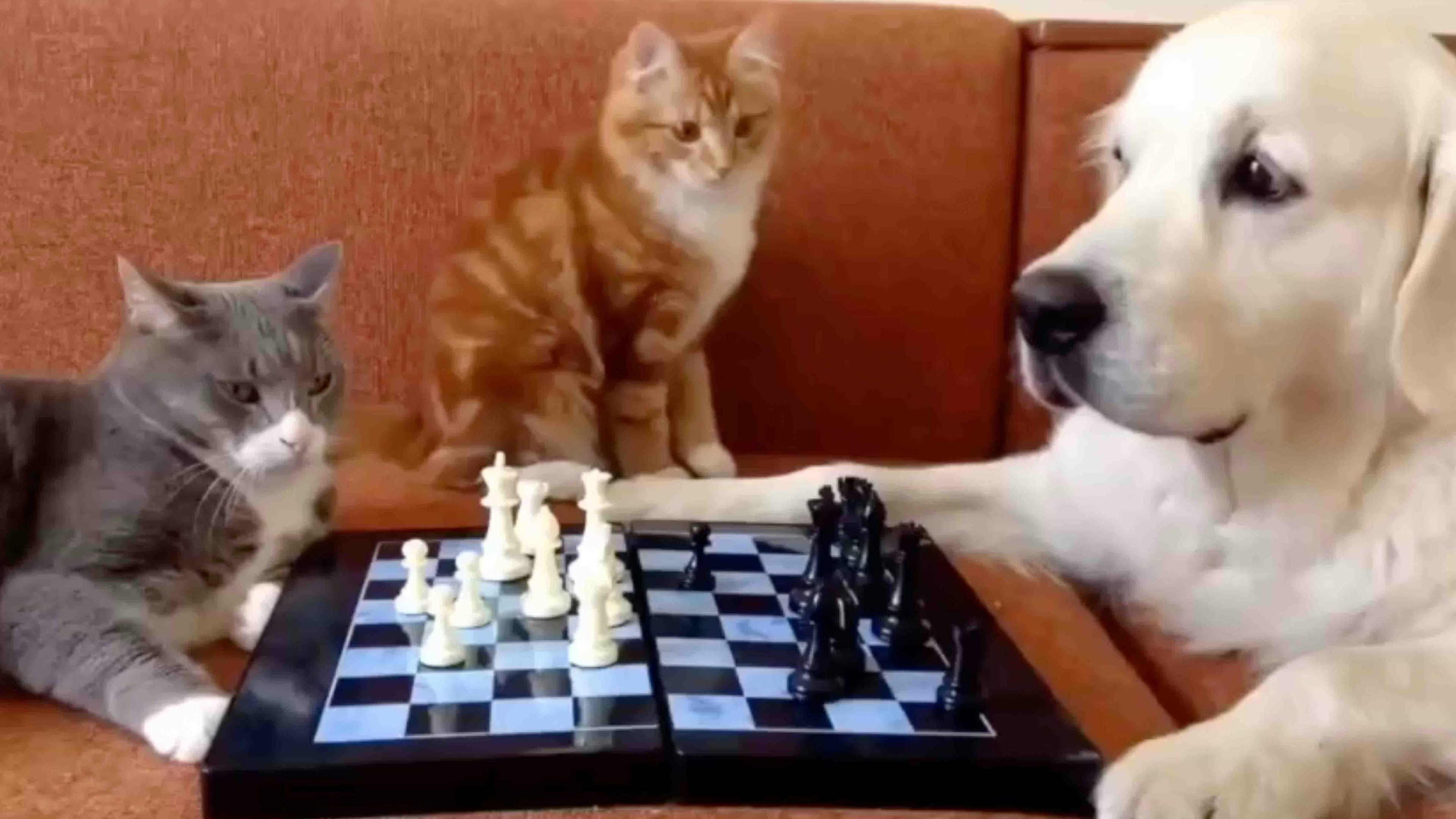 @Daily Features on YouTube