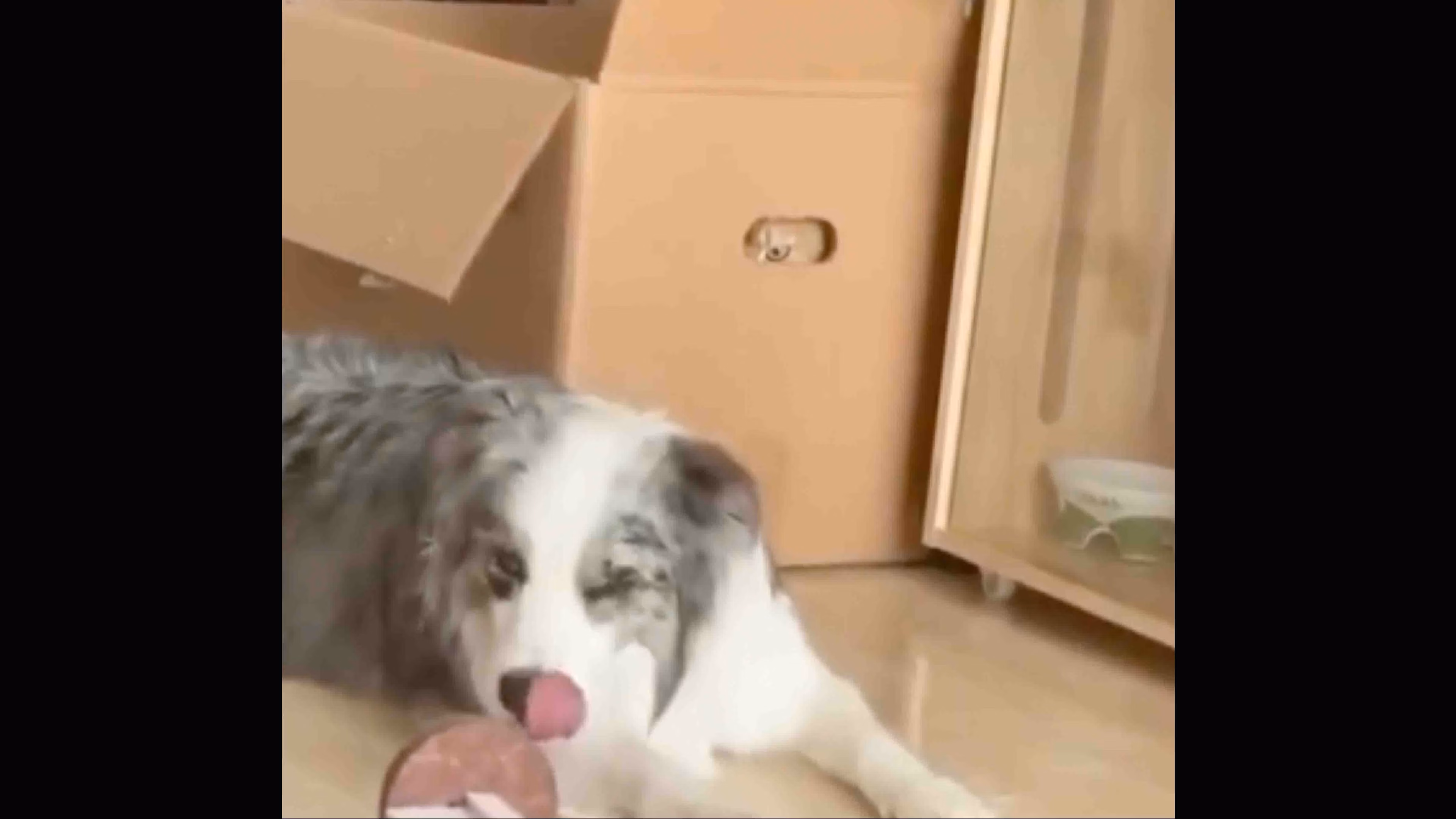 @catsareblessing on X