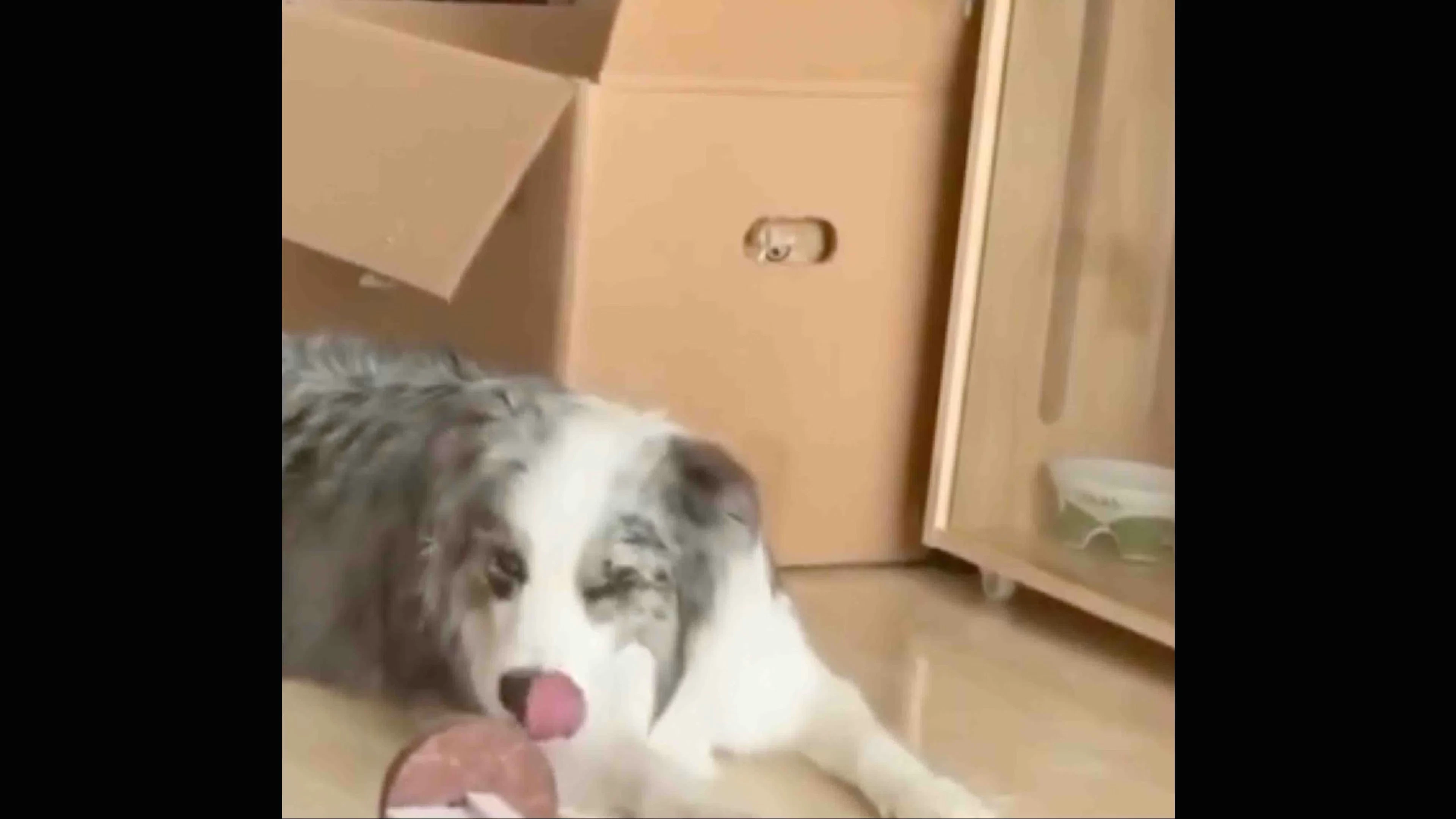 @catsareblessing on X