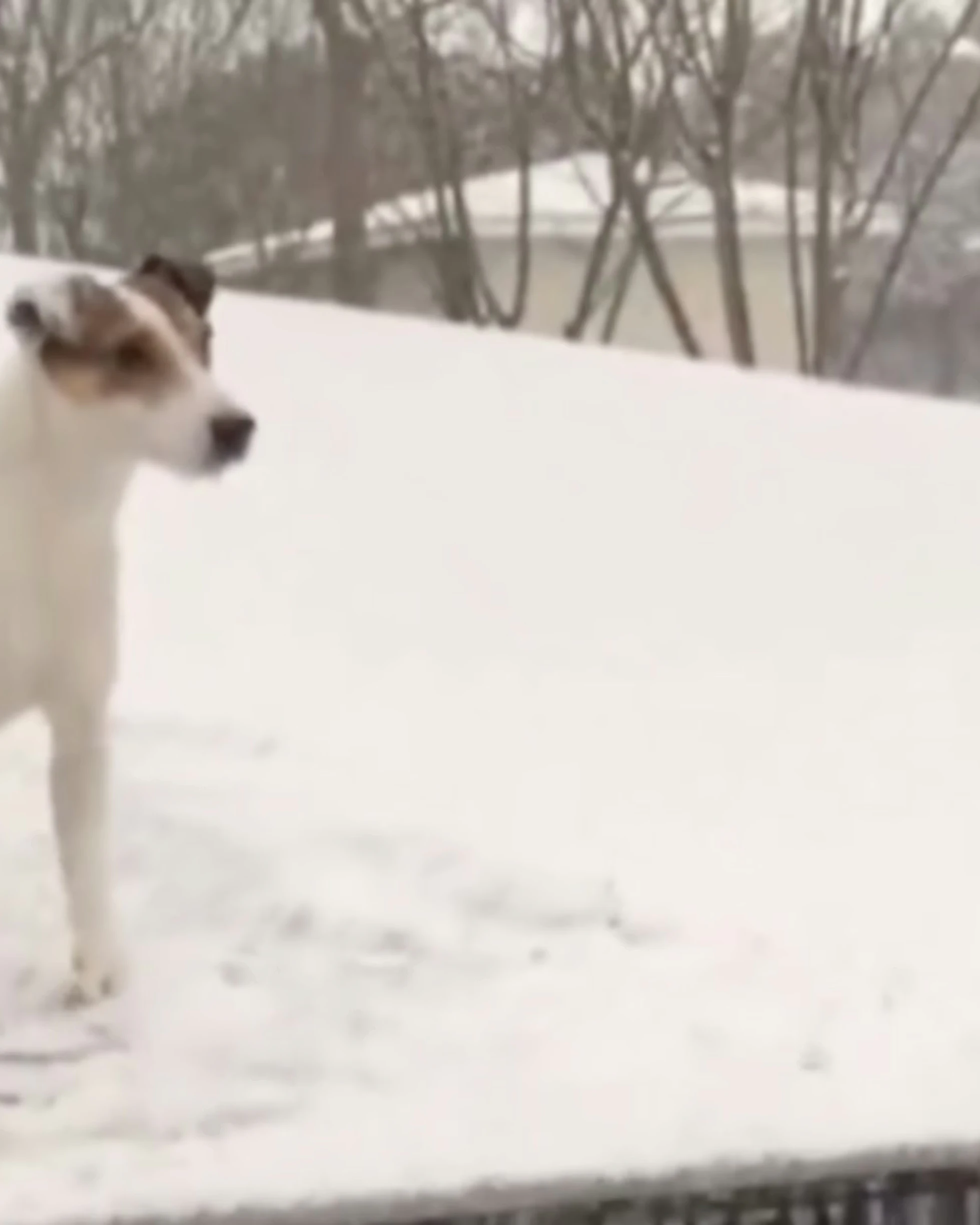 Daily Smile: Thursday, February 5, 2026