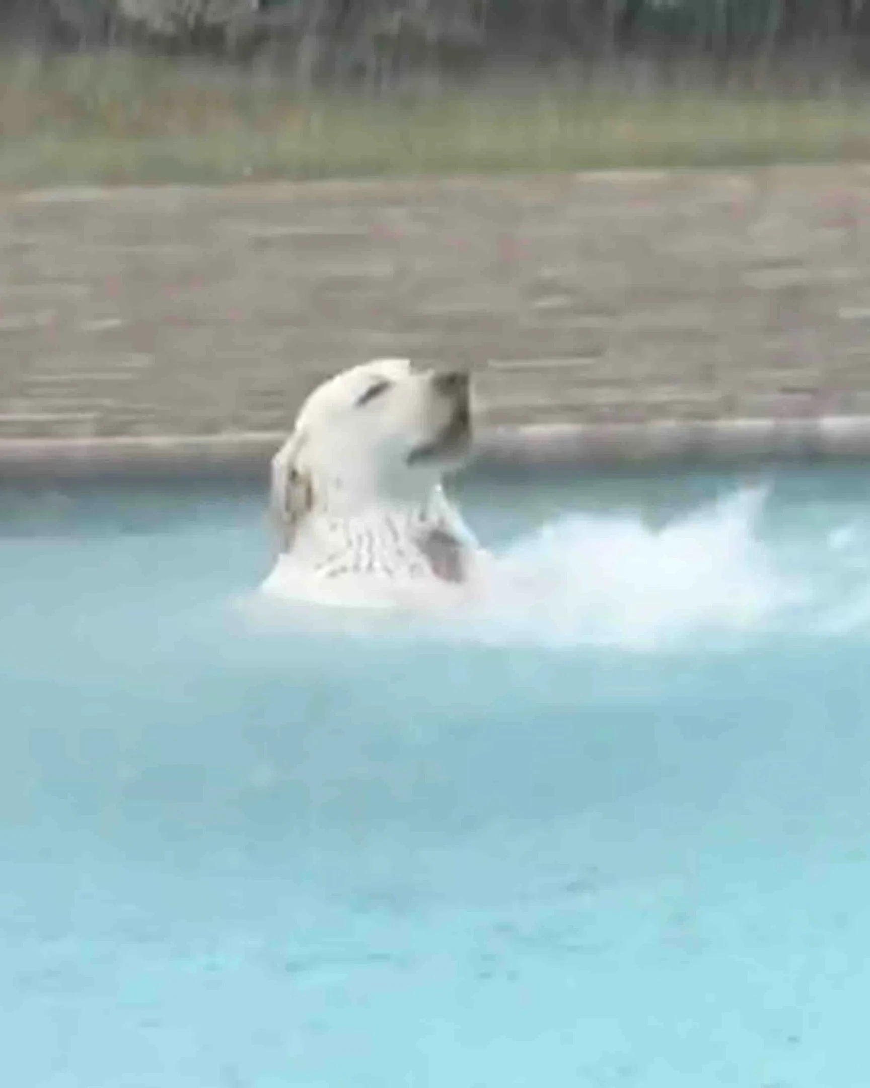 Daily Smile: Sunday, February 8, 2026