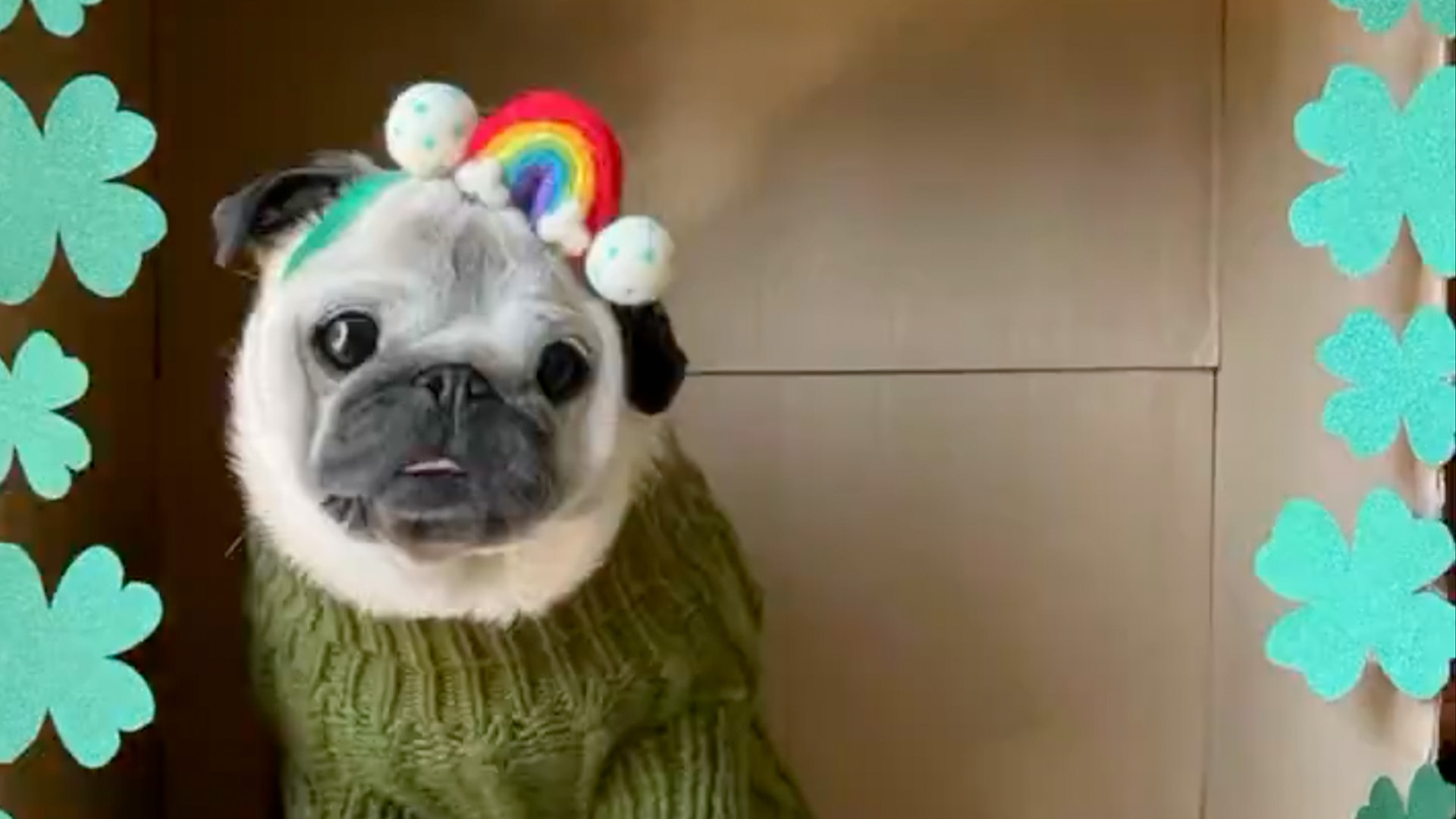 Pug in a St. Patrick's Day photoshoot